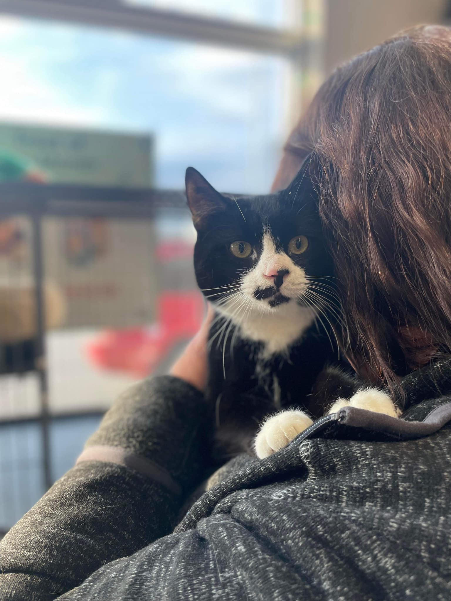 Pet Valu Meet Schooner! This handsome tuxedo gentleman...