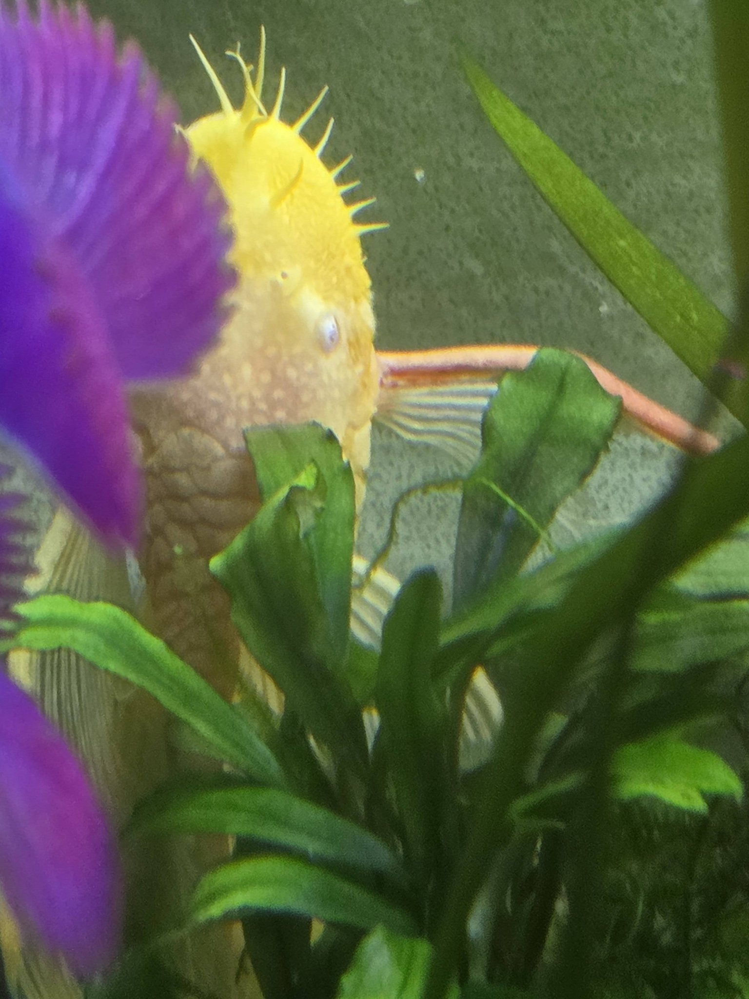 Fish Tanks for Beginners | Hello, any advice on my albino, long fin ...