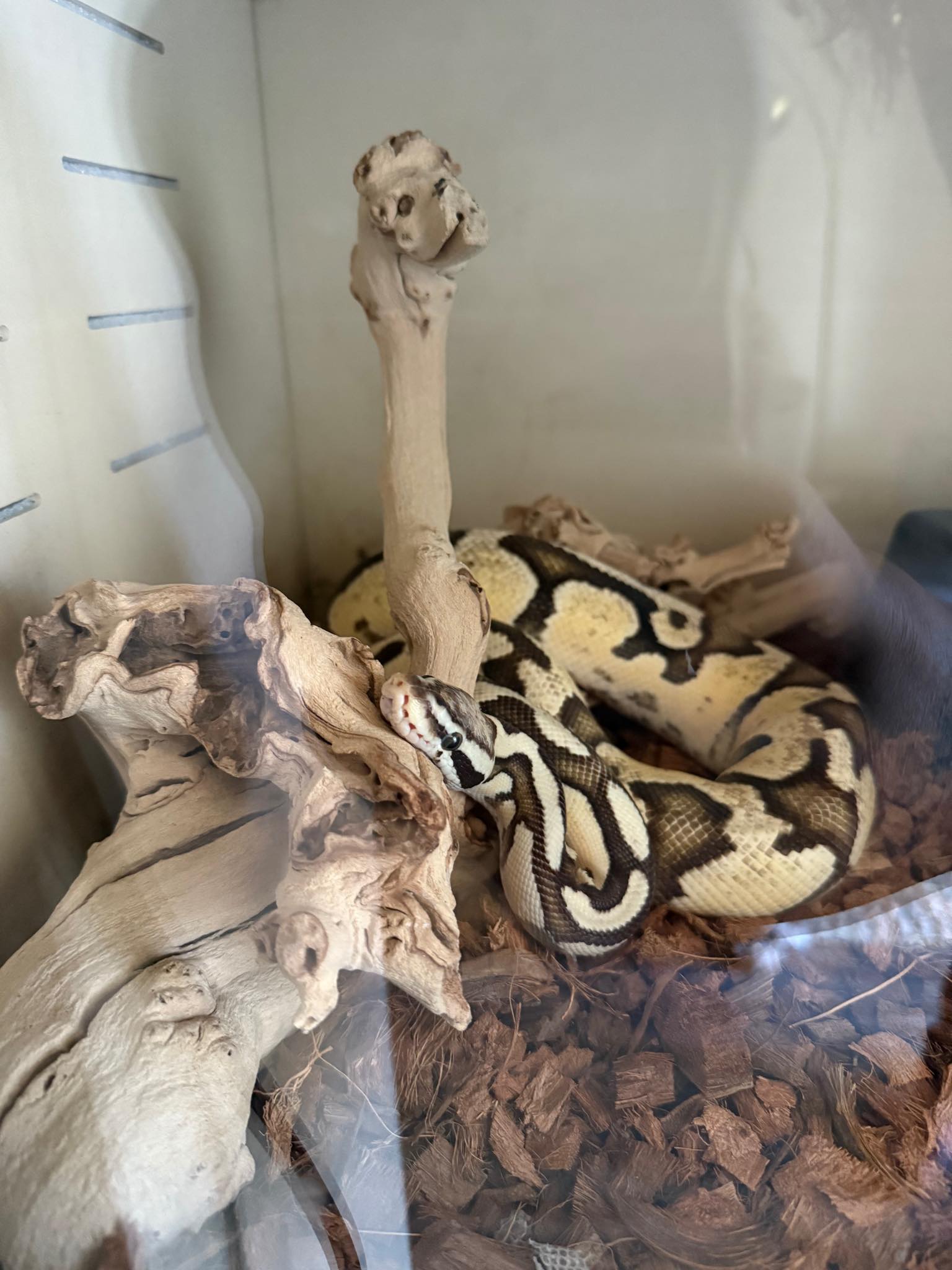 Everything Ball Pythons 🐍 | Hi! Prior to me owning my snake, he was fed ...