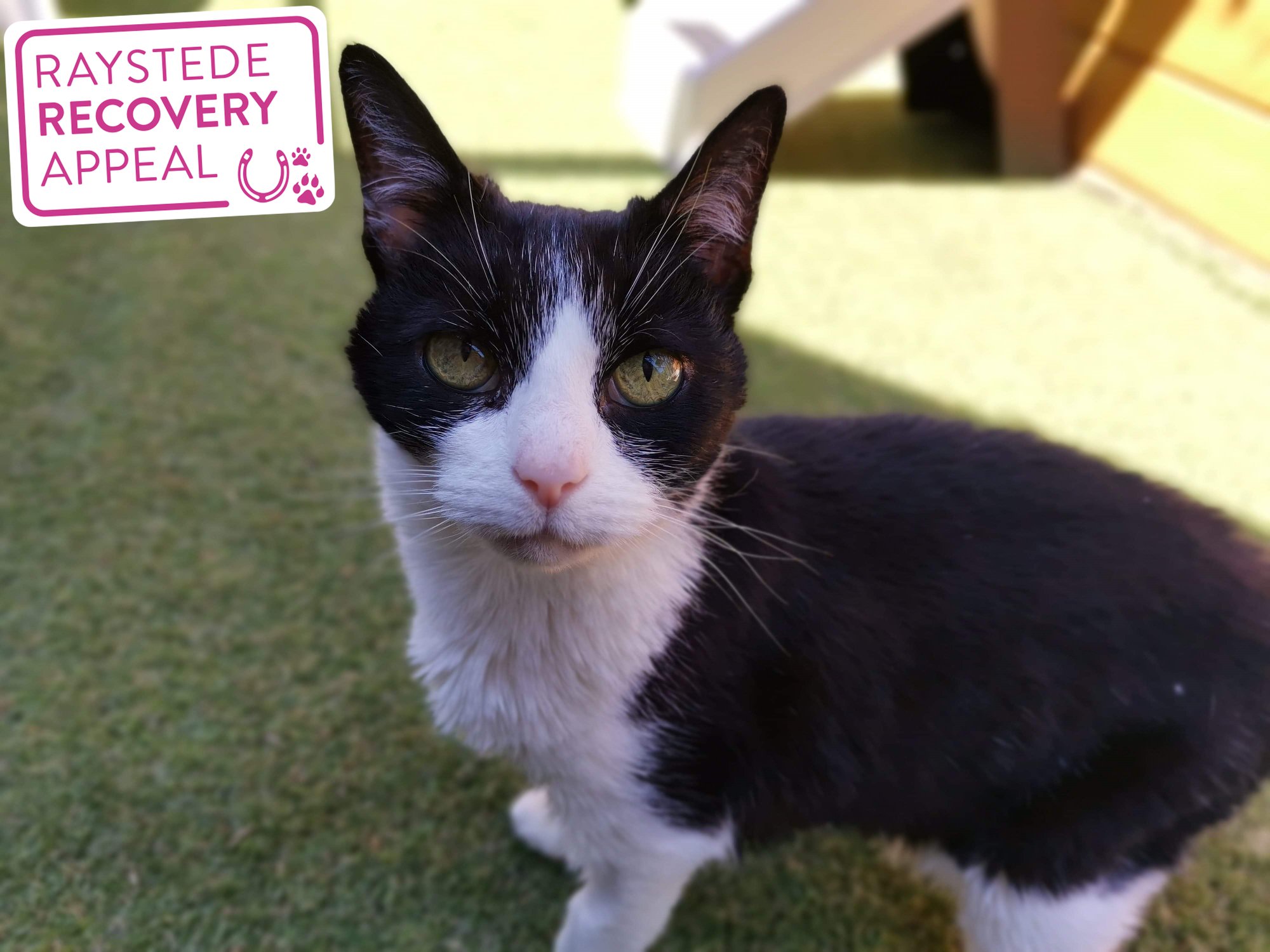 This is Mavis, she... - Raystede Centre for Animal Welfare
