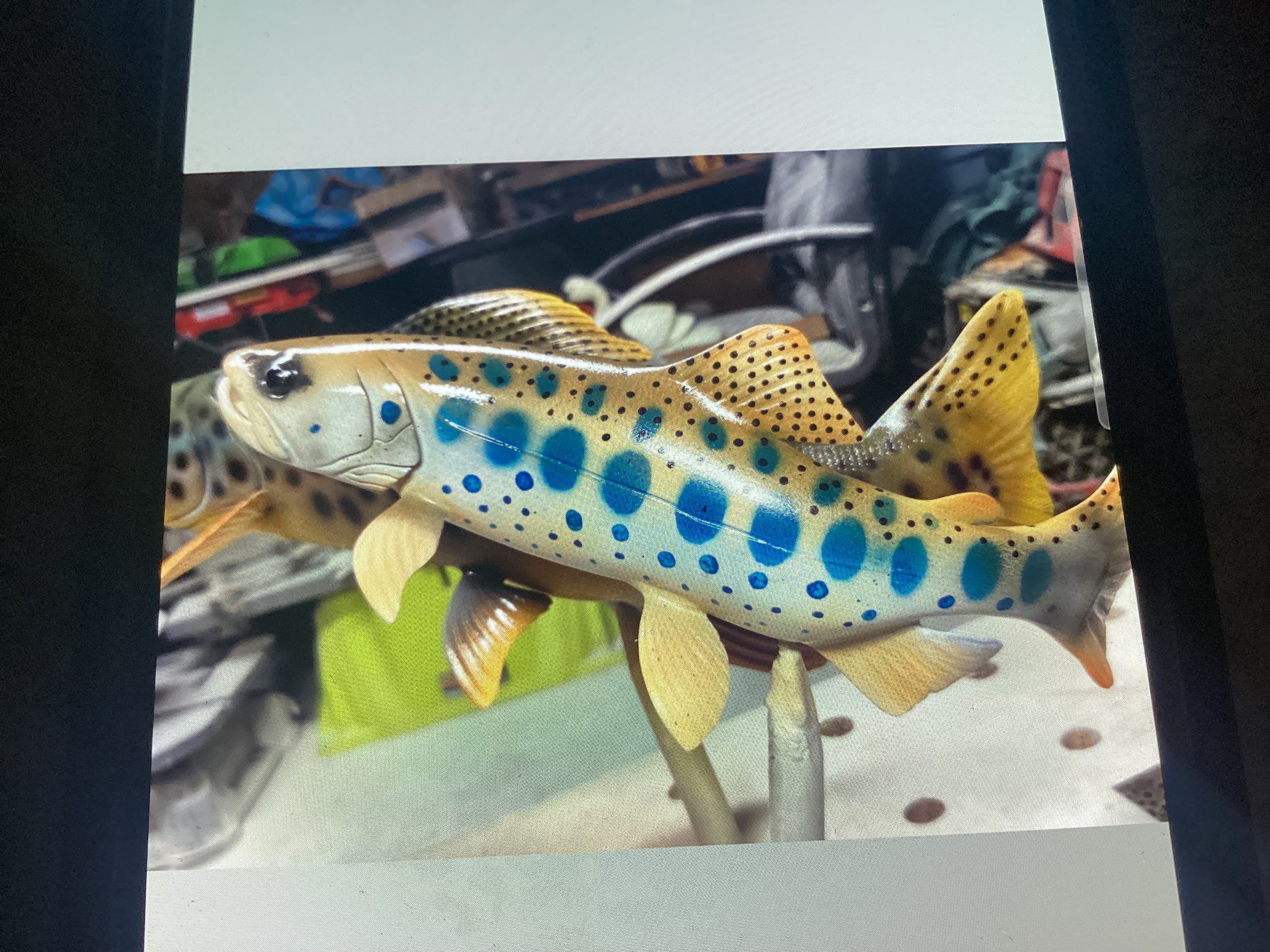 シーラカンス