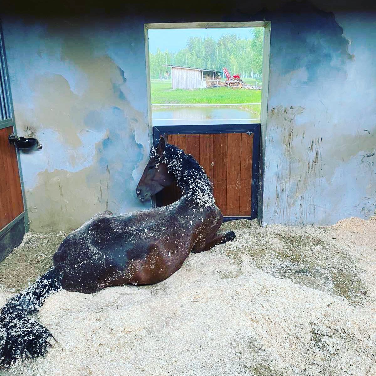 Black Horse stables Home Facebook