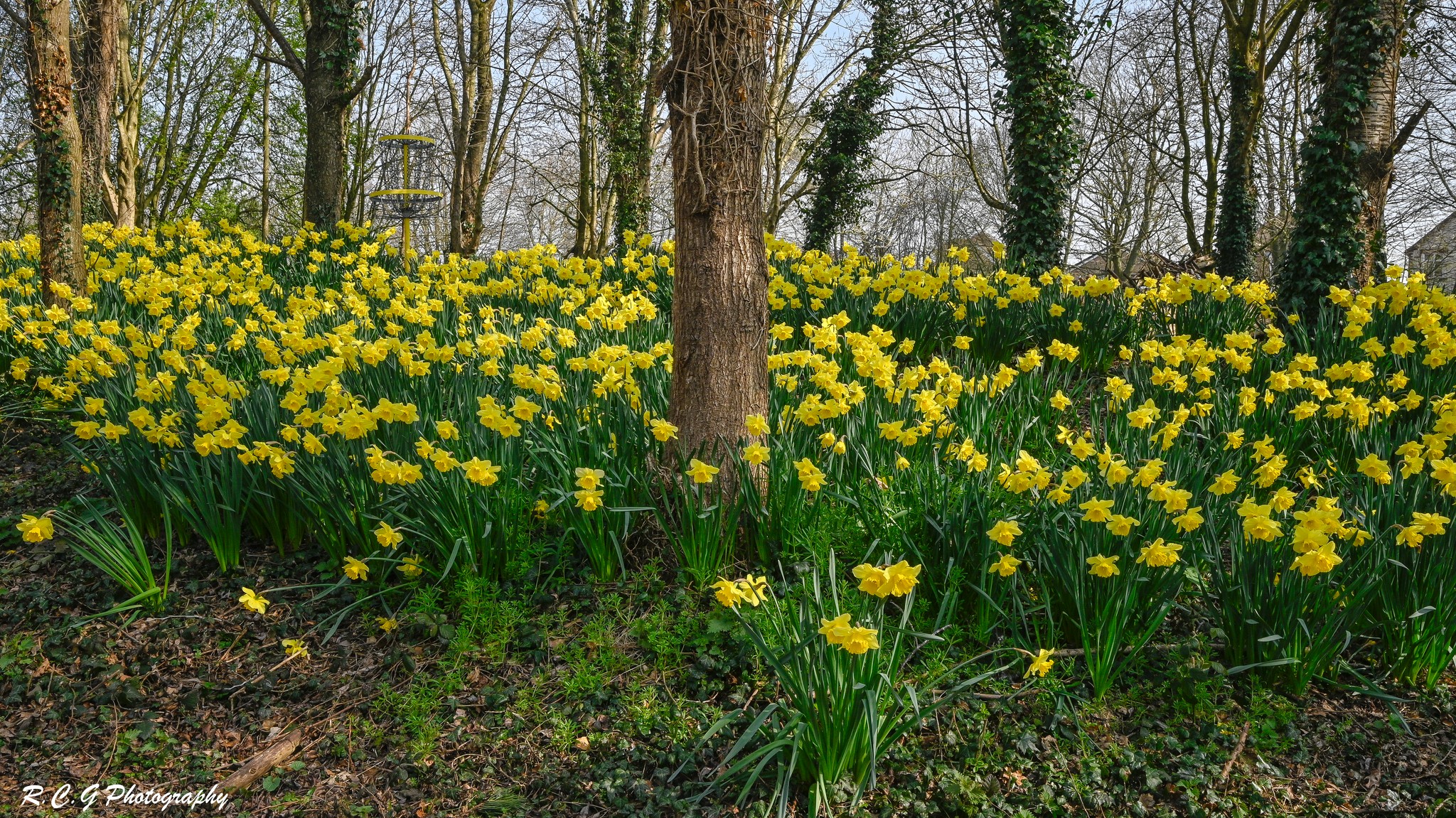 My lovely walk around Springfield Mere... - R.C.G Photography | Facebook