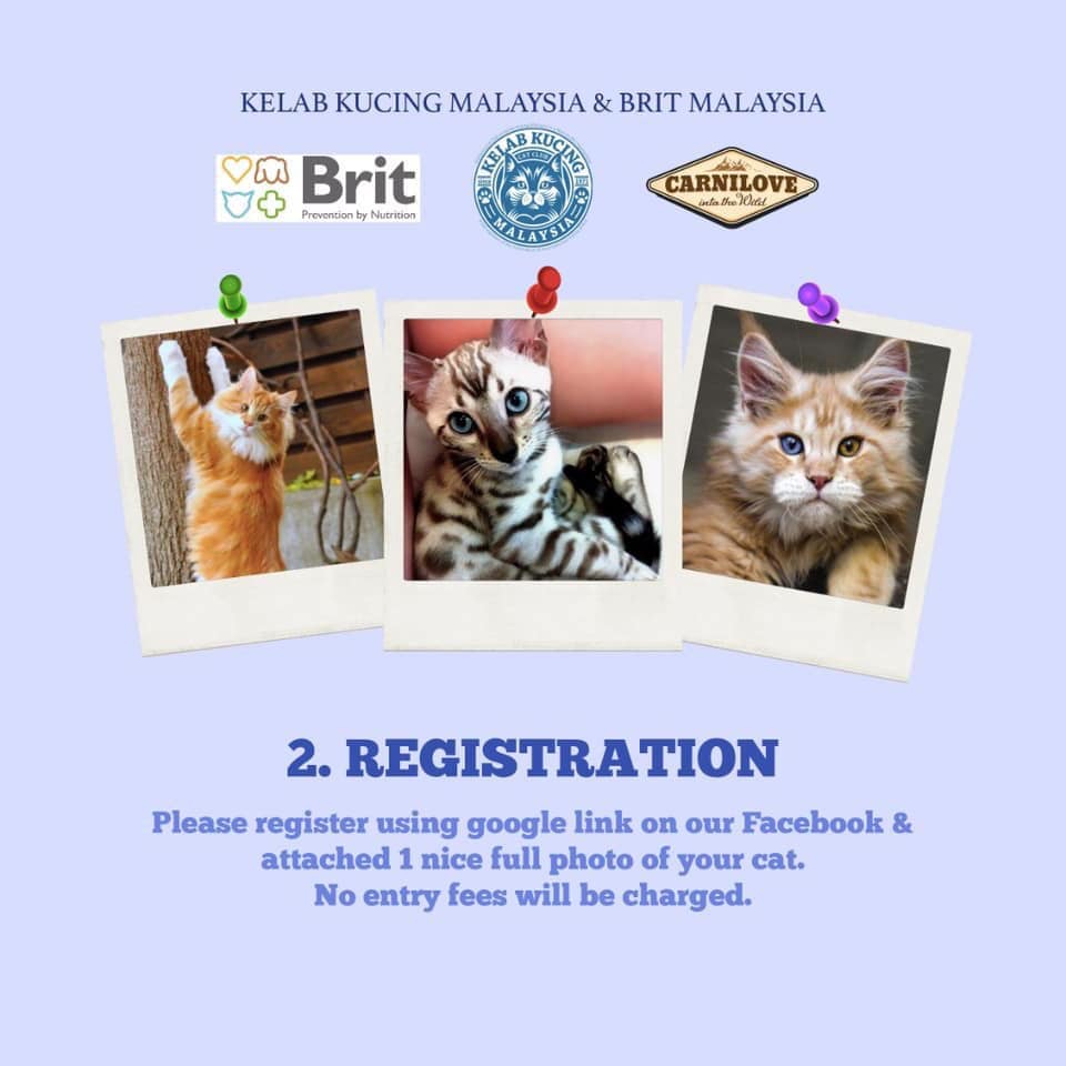 Kelab Kucing Malaysia Charity Events Give Back To Society Photos Facebook