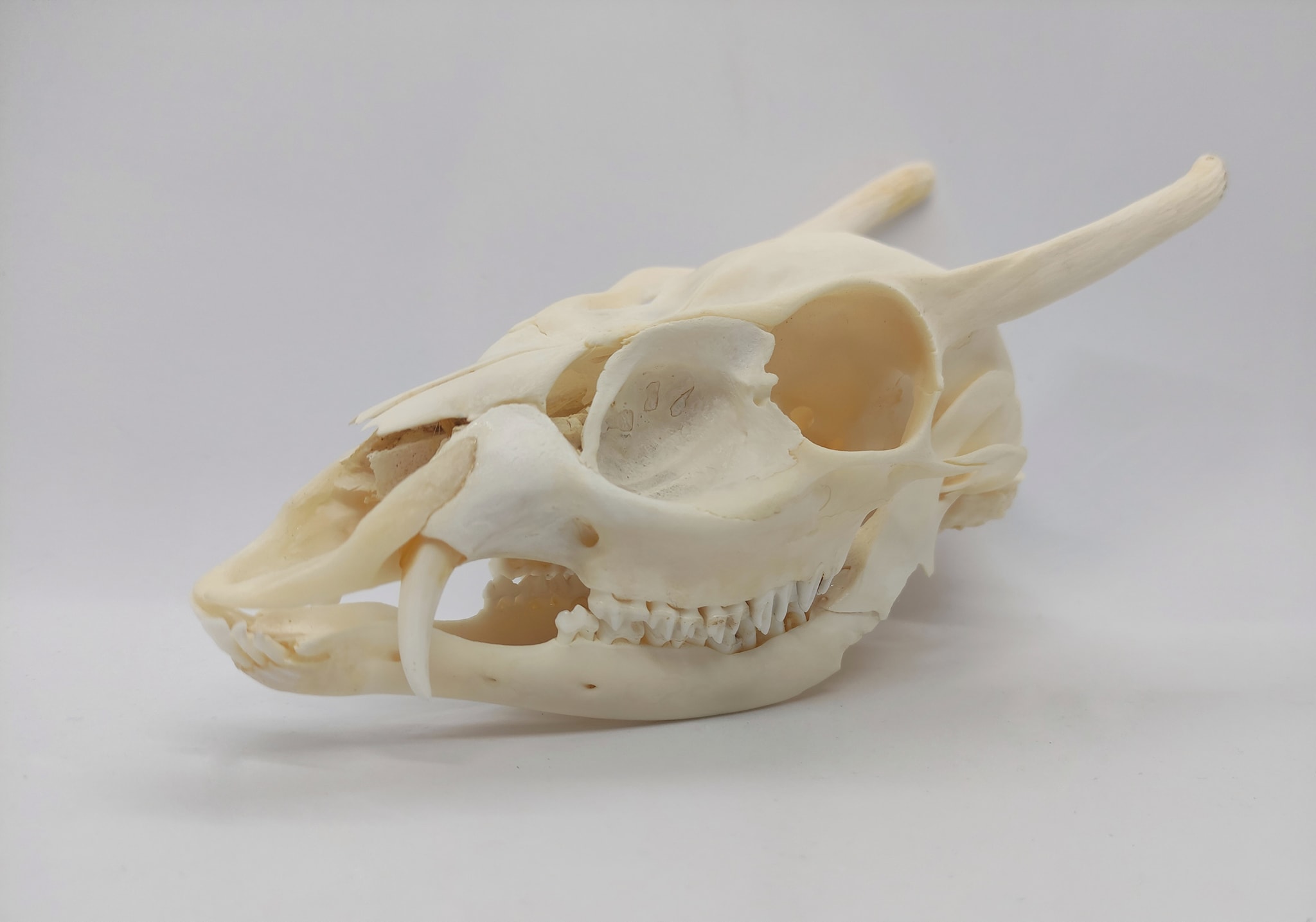 Asian palm civet skull articulation process