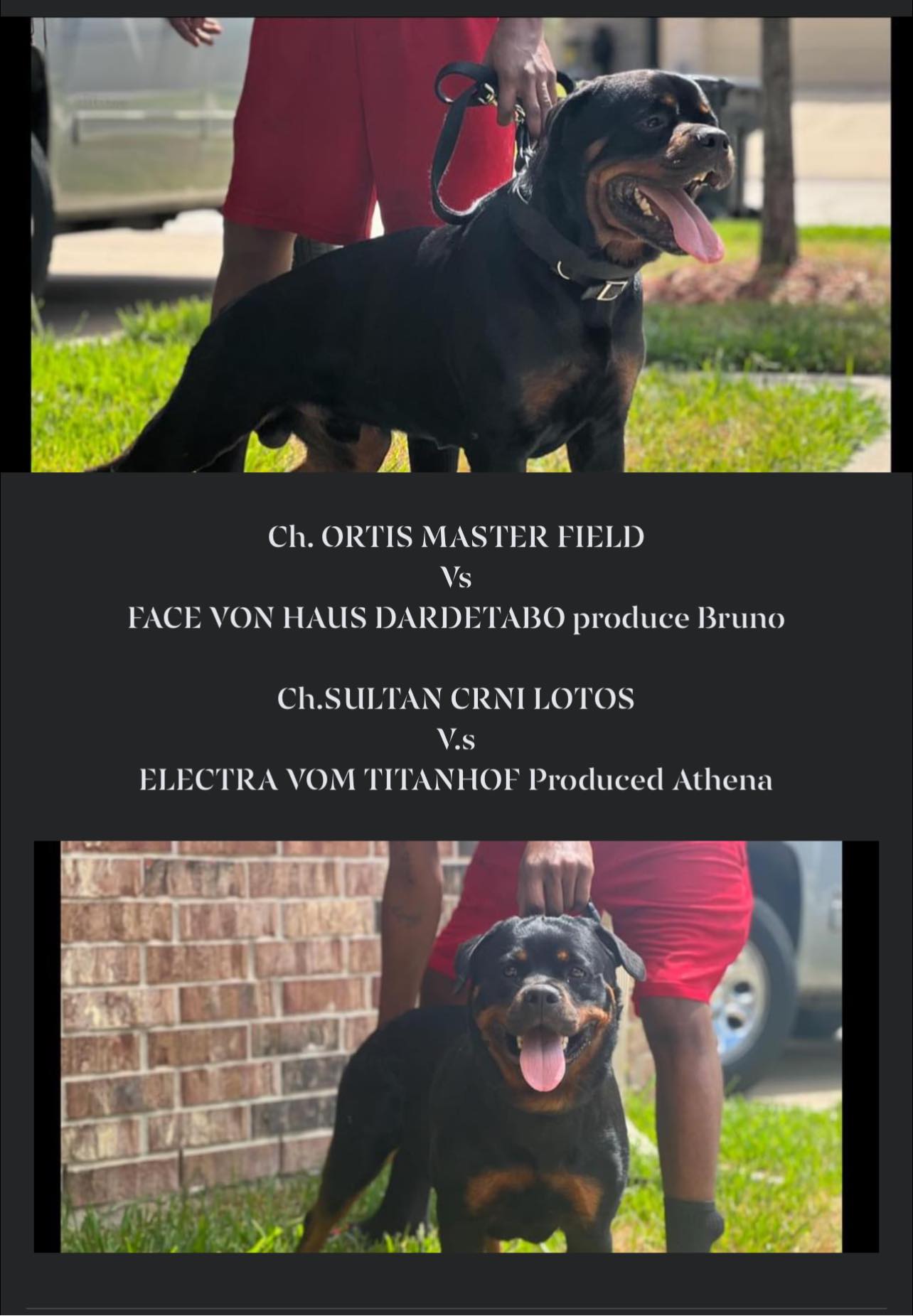 Rottweilers in houston