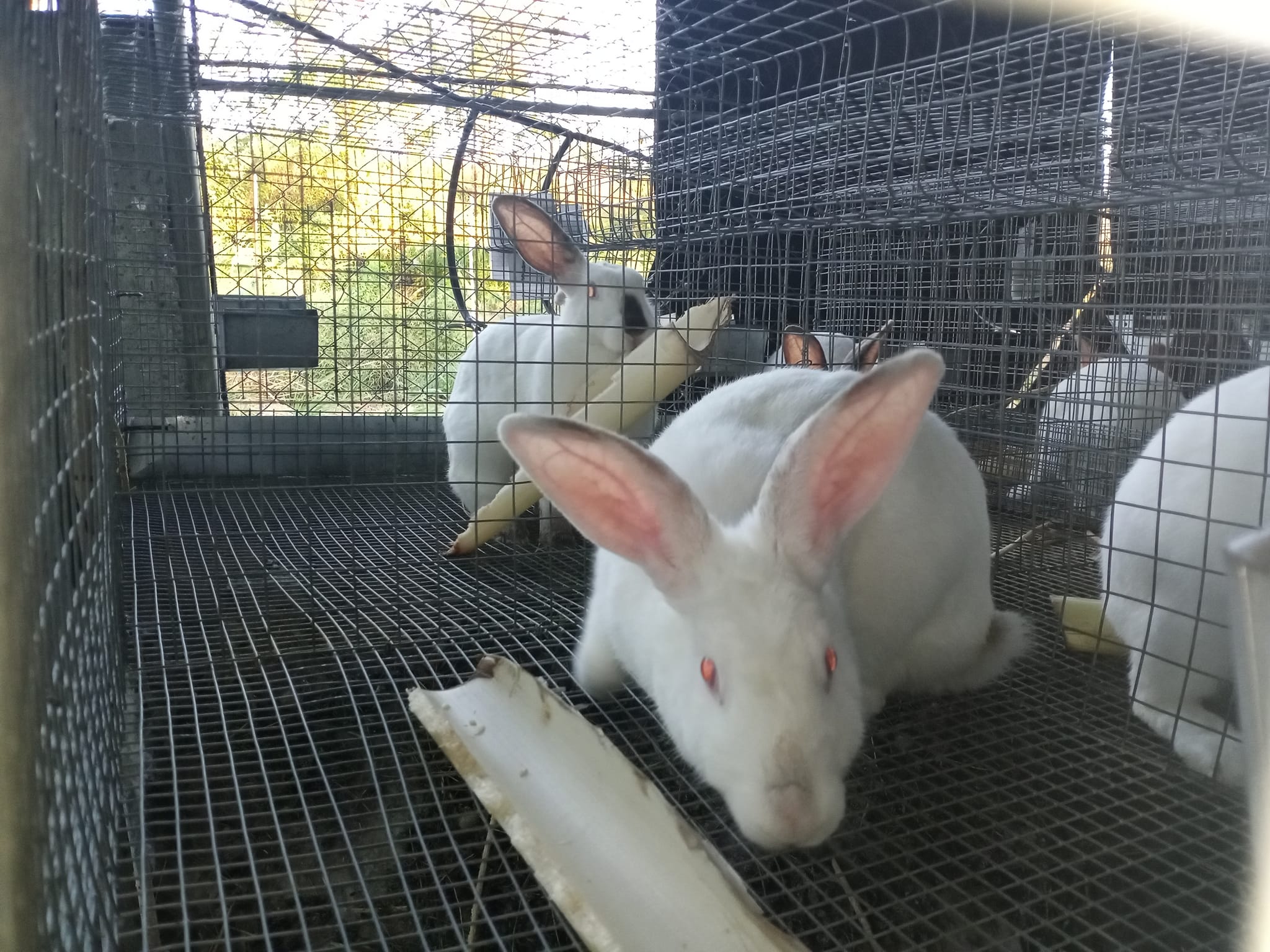 Super Sale 🎉🎉🎉 C1- PS100-Cali breed... - NelIvan Rabbit Farm