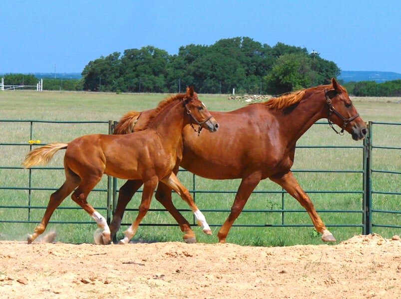 Flying 5B Sporthorses - Pet Service - Iredell, Texas | Facebook - 23 Photos