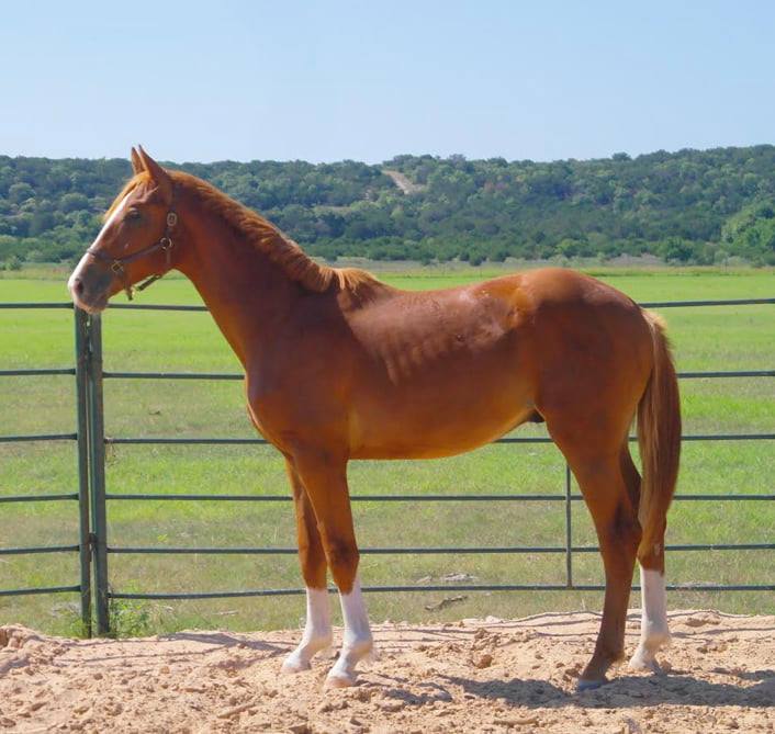 Flying 5B Sporthorses - Pet Service - Iredell, Texas | Facebook - 23 Photos