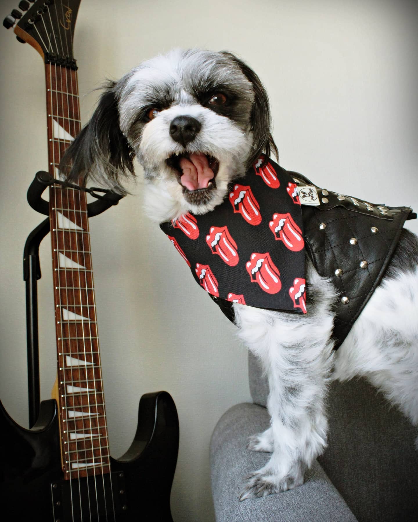 petsandroll - Sabían que hoy se celebra el Día del Rock?... | Facebook