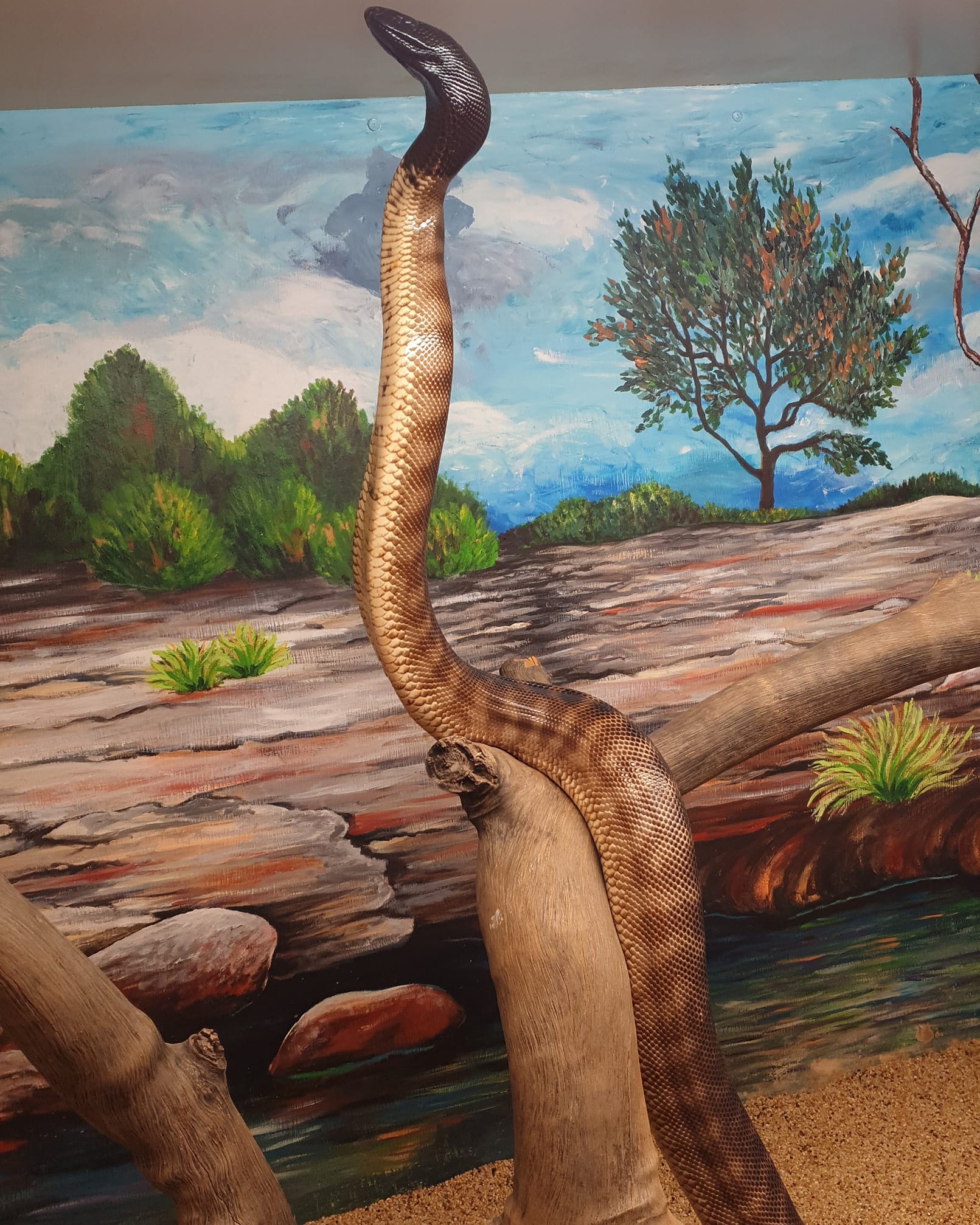 Black Headed Python Grace... - Alice Springs Reptile Centre | Facebook