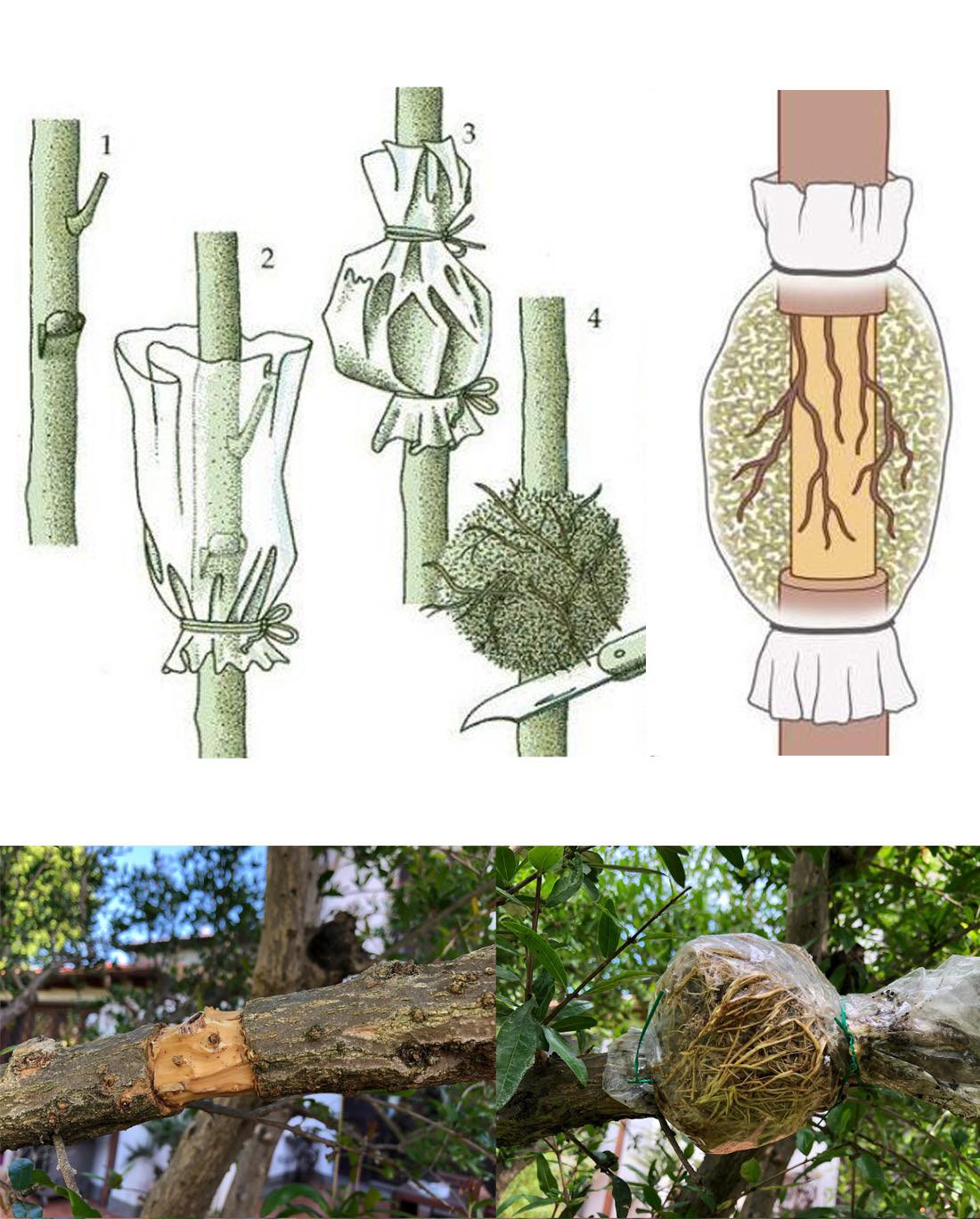 How to Multiply Trees🌳 Full guide... - Plants and gardening | Facebook