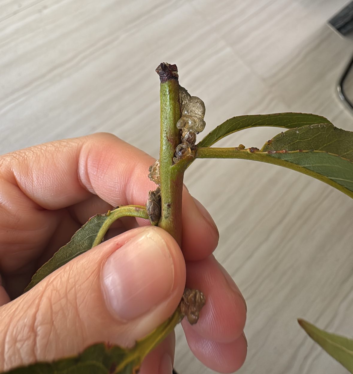 Why are the tips of my fruit trees exploding with sap and not growing ...