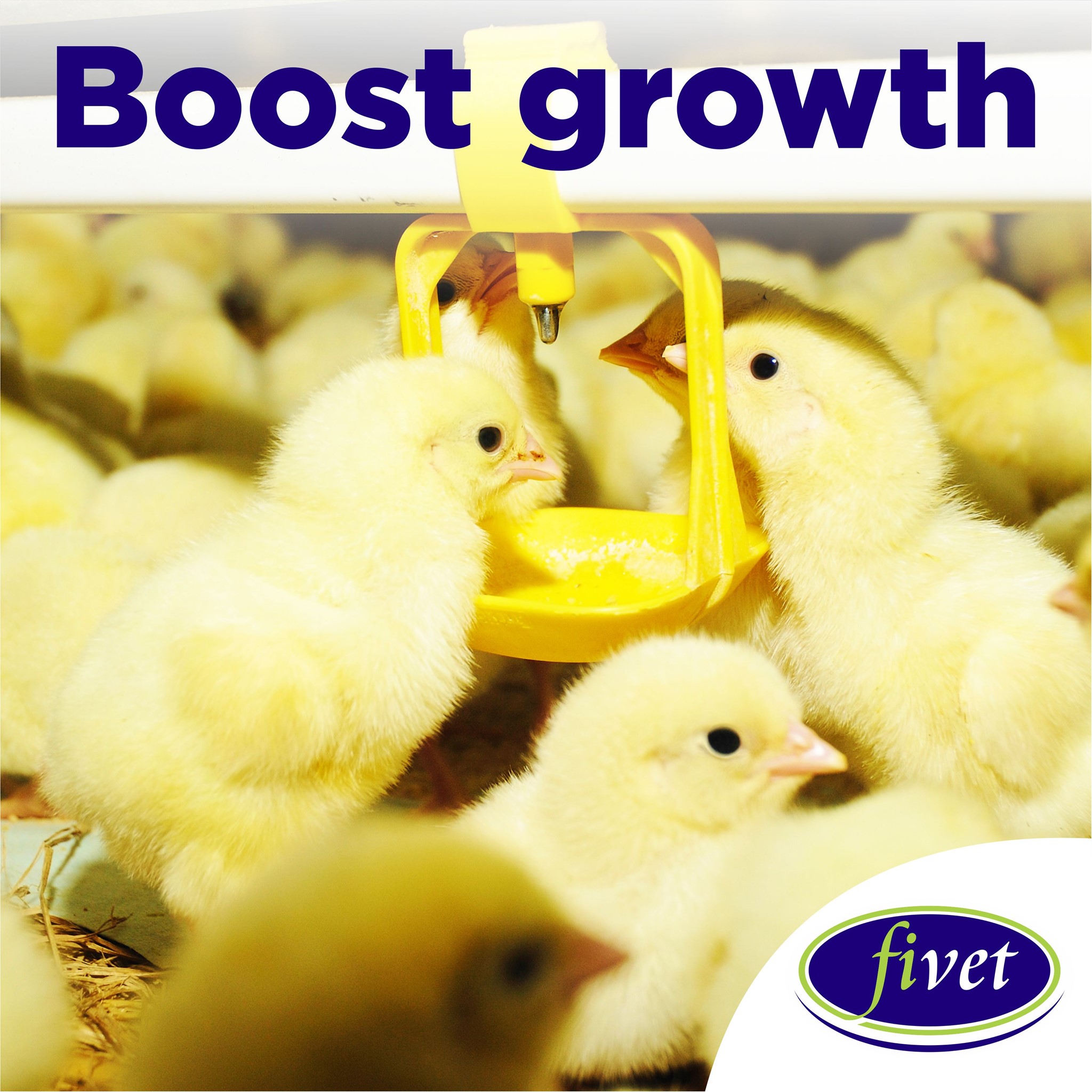 Boost growth, manage stress and... - Fivet Animal Health | Facebook