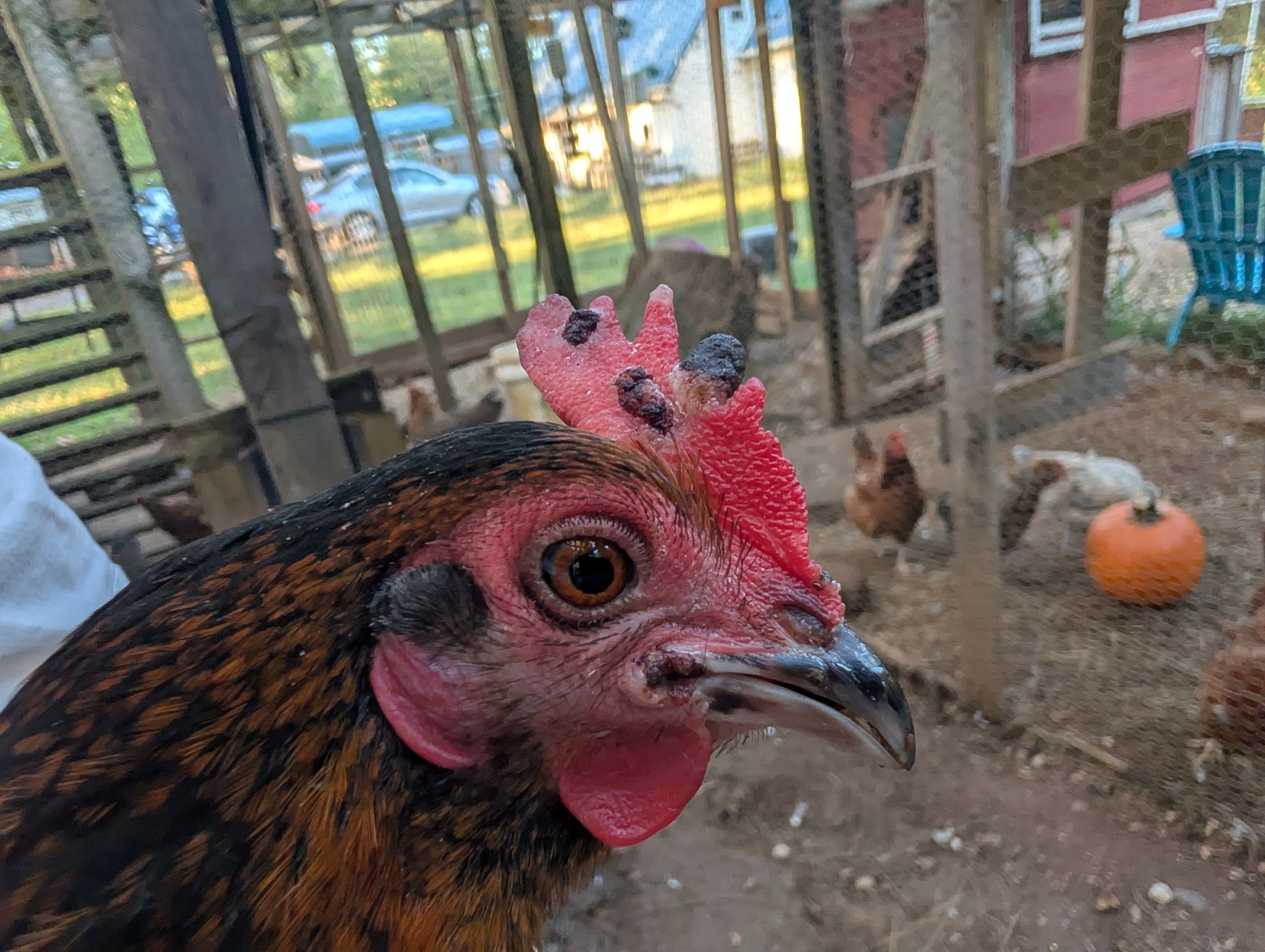 Everything Backyard Chicken! | I noticed that his comb looks like this ...