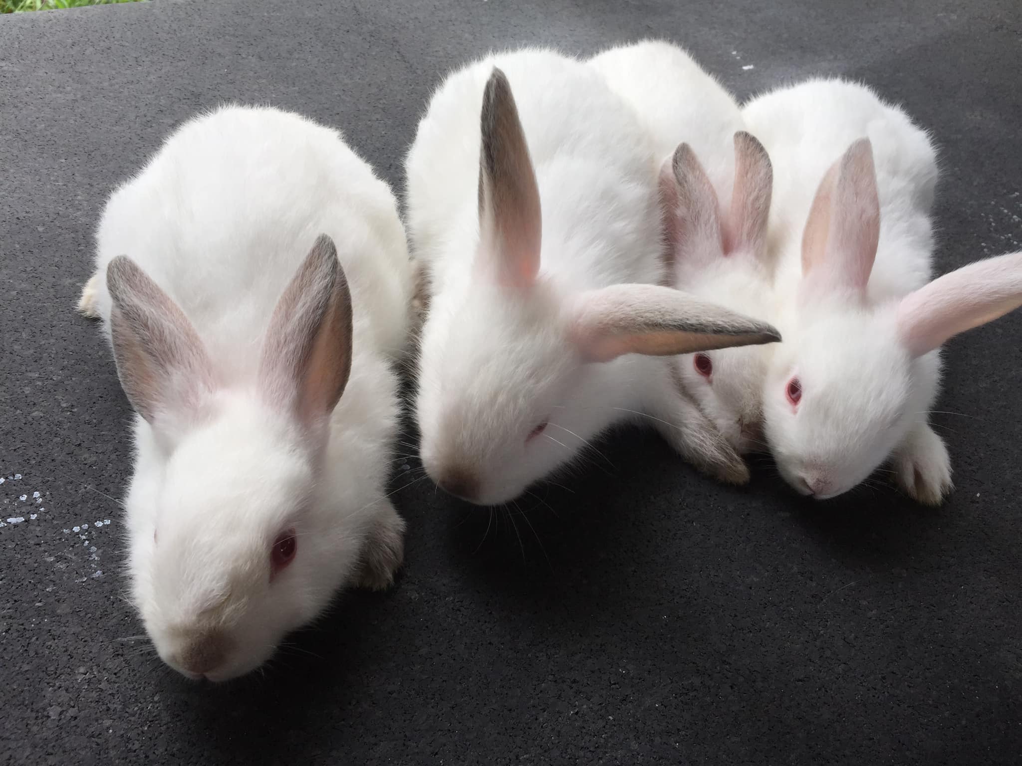 Mr.jun’s Rabbitry | Panabo