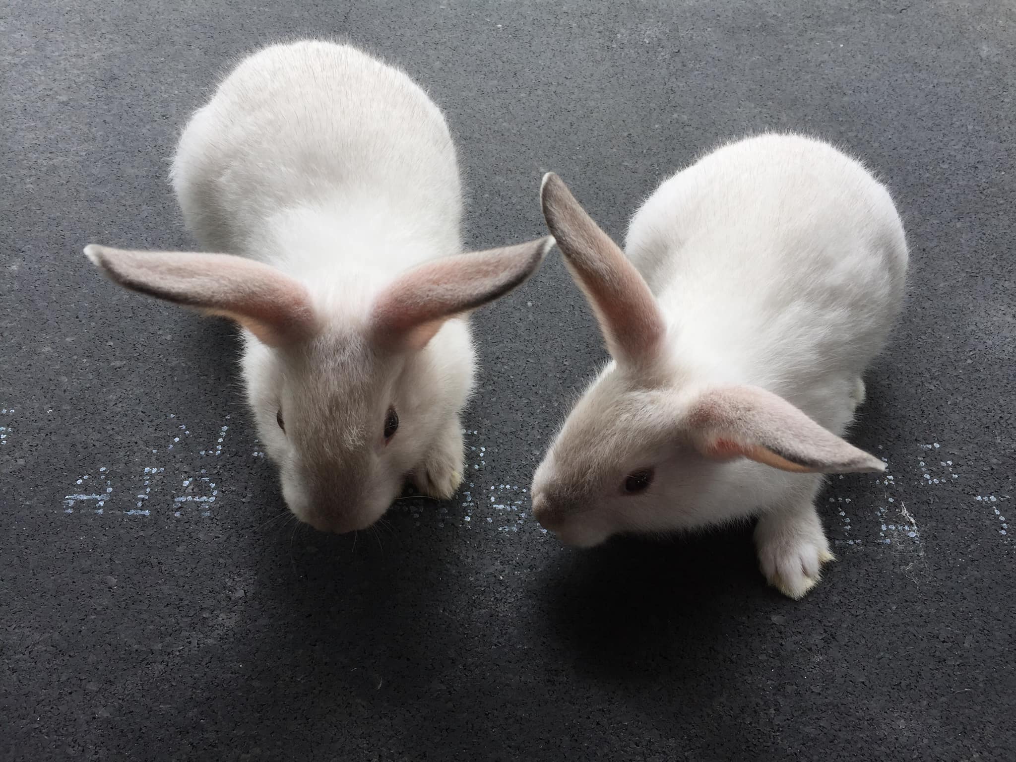 Mr.jun’s Rabbitry | Panabo