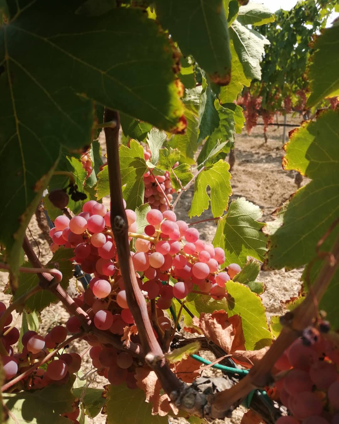 Υπέροχος αρωματικός... - The Greek vineyard & Oliveyard | Facebook