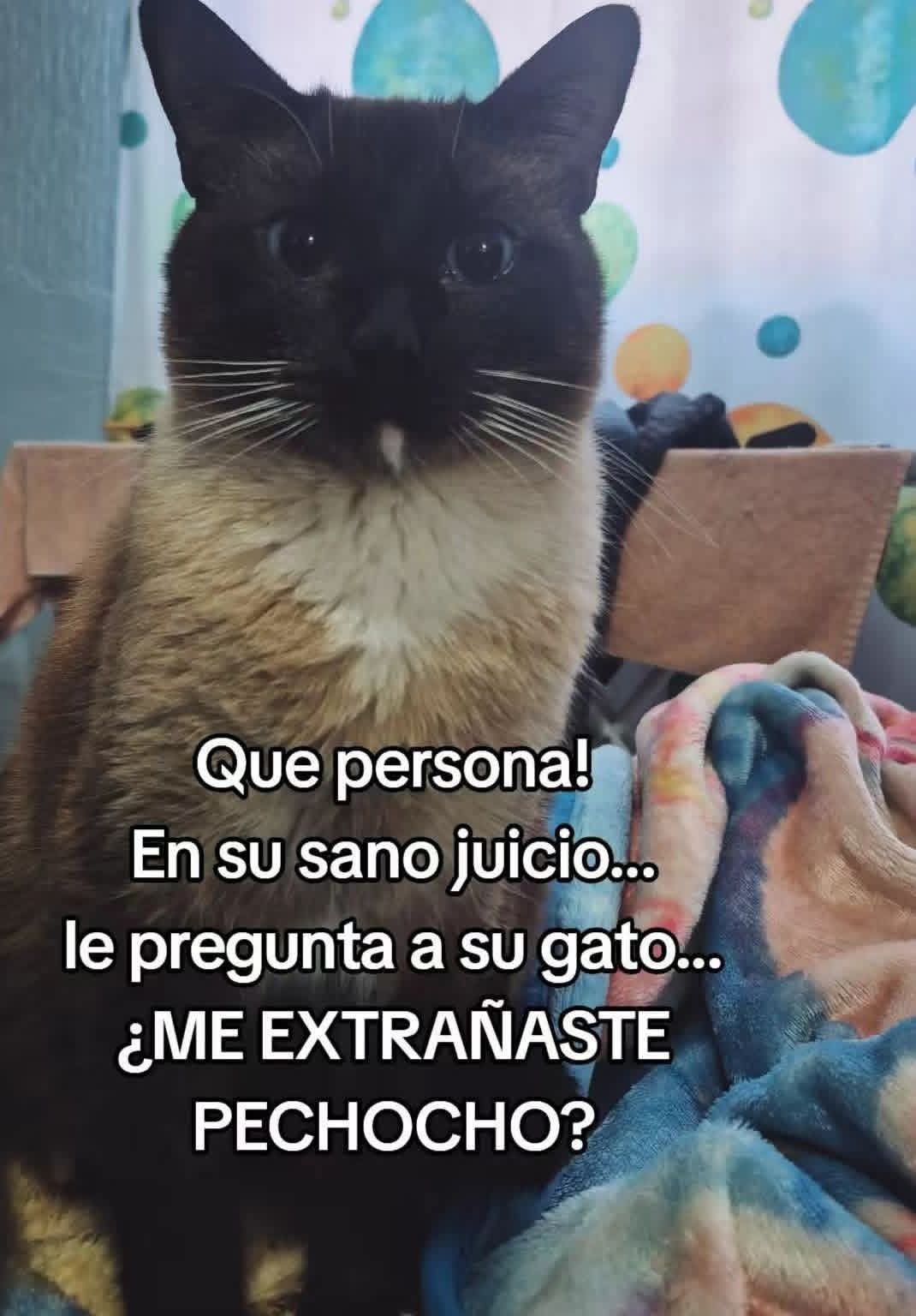 EL CLUB DEL GATO SIAMES | Facebook