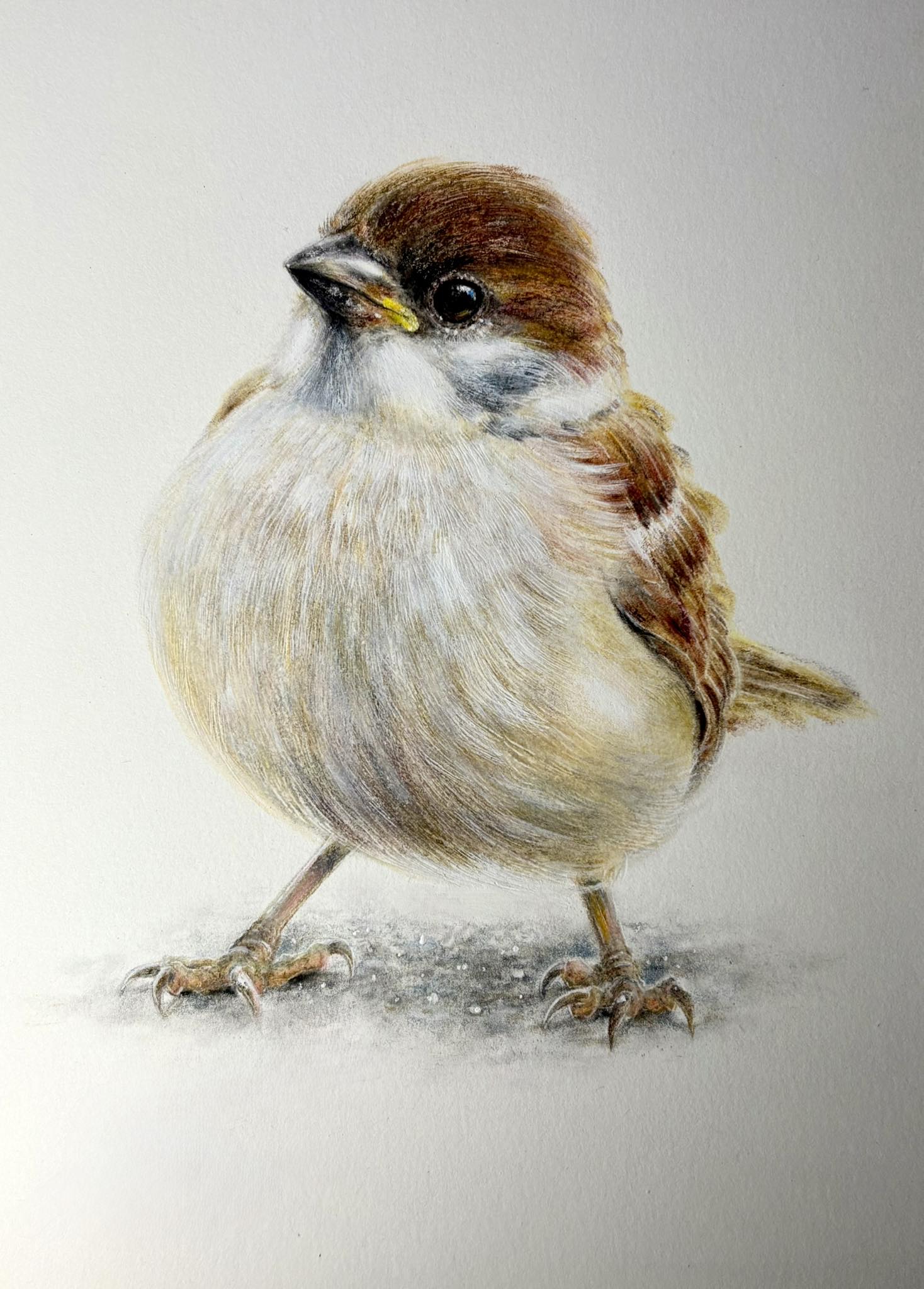 スズメ Sparrow その14