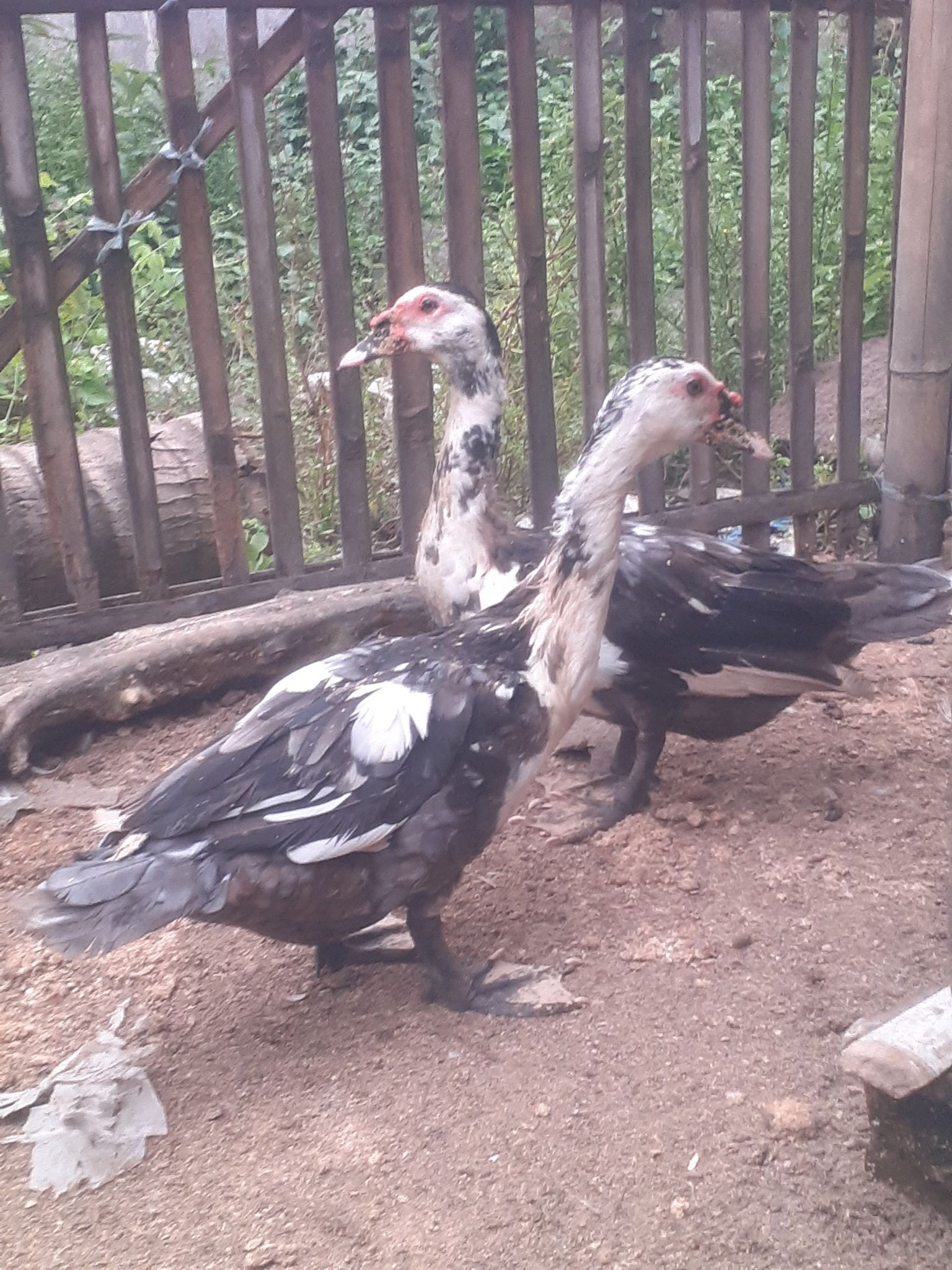 Jual Beli Anakan Entog Rambon,Lokal,Hias Cirebon.🐣 | Facebook