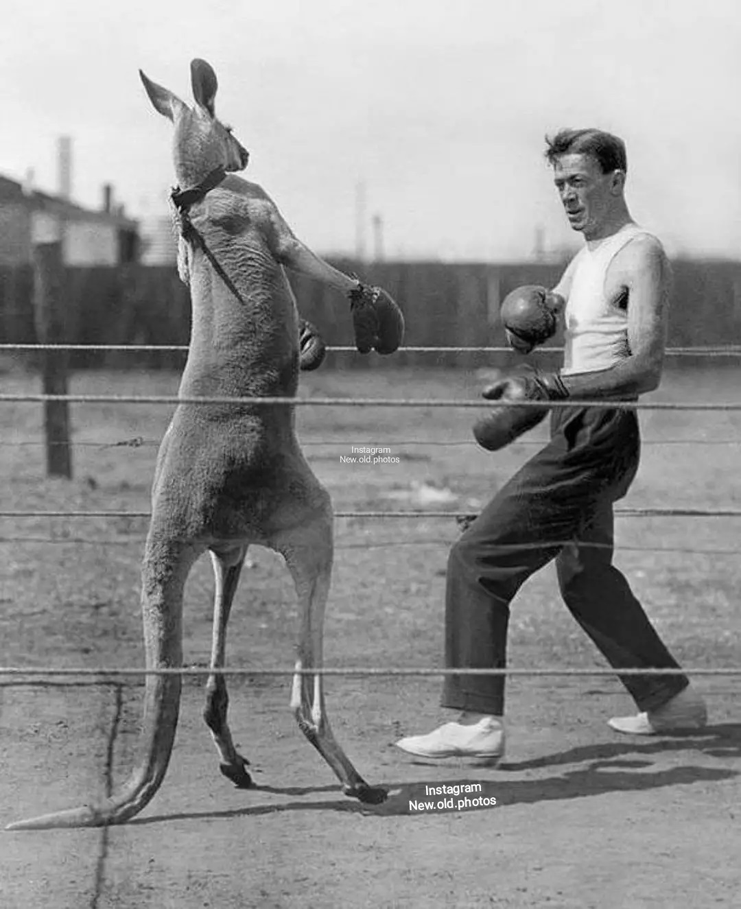 Is Kangaroo a Sport: Unveiling the Surprising Truth