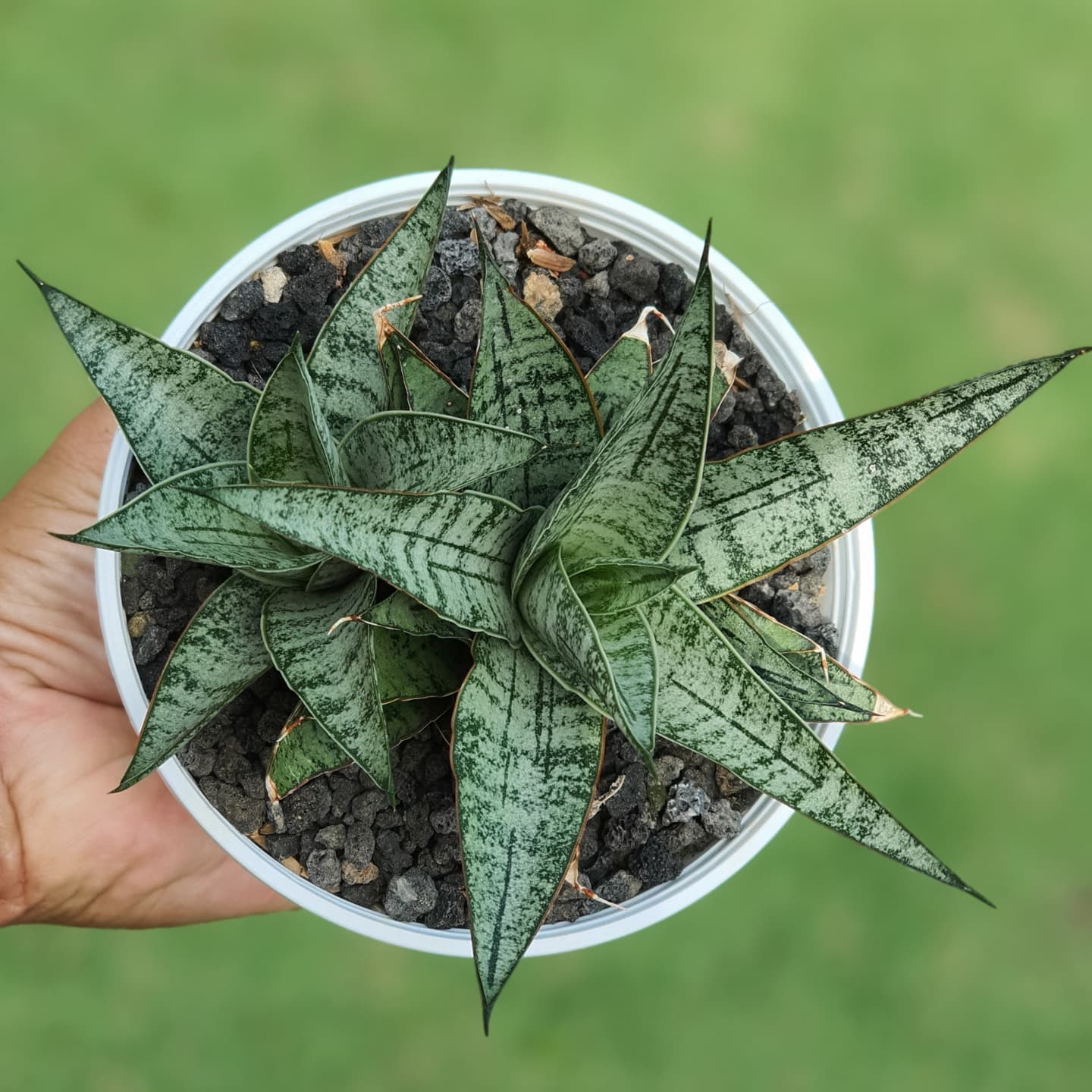 121 𝘚𝘢𝘯𝘴𝘦𝘷𝘪𝘦𝘳𝘪𝘢 hybrid 'Sweet Celery' It is a cross of
