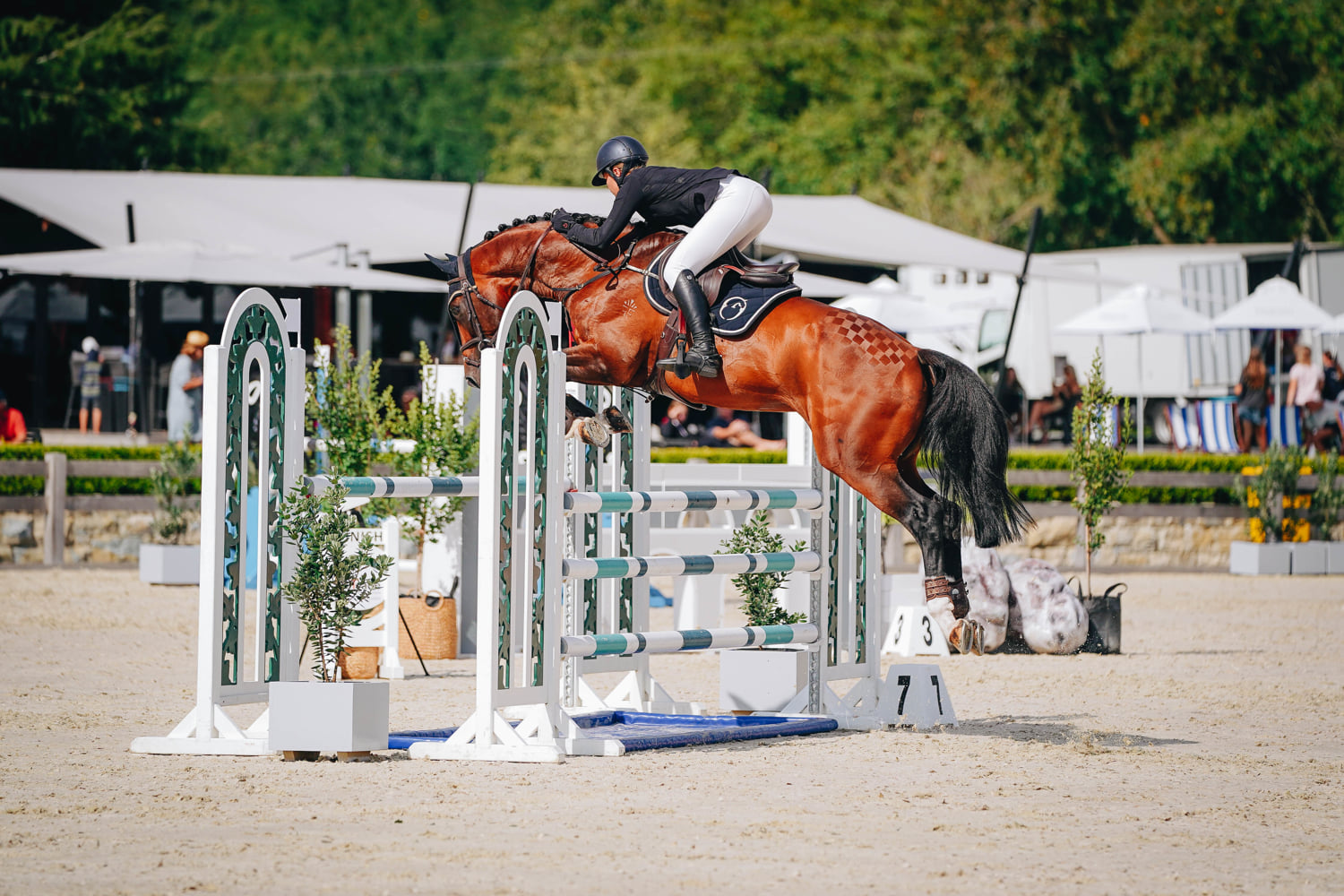 ️ Lordano x Littorio x Corlando.... - Fanfaire Equestrian | Facebook