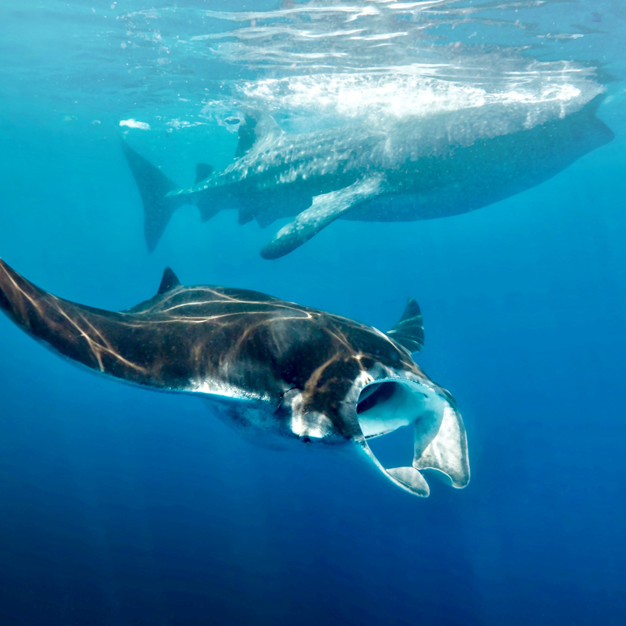 WORLD OCEANS DAY 🐋🦈🌊 The... - Marine Megafauna Foundation | Facebook