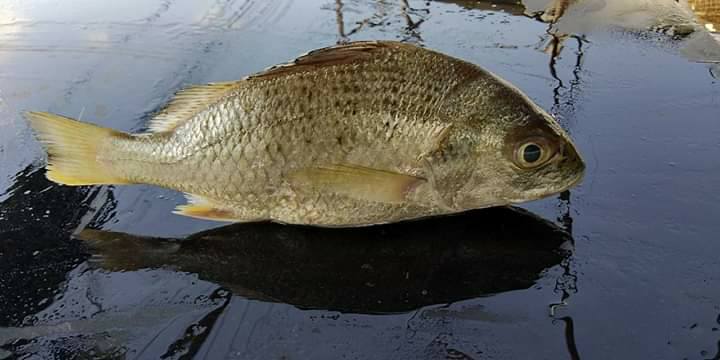MOOSA tirupur Sea Fish | Tirupur