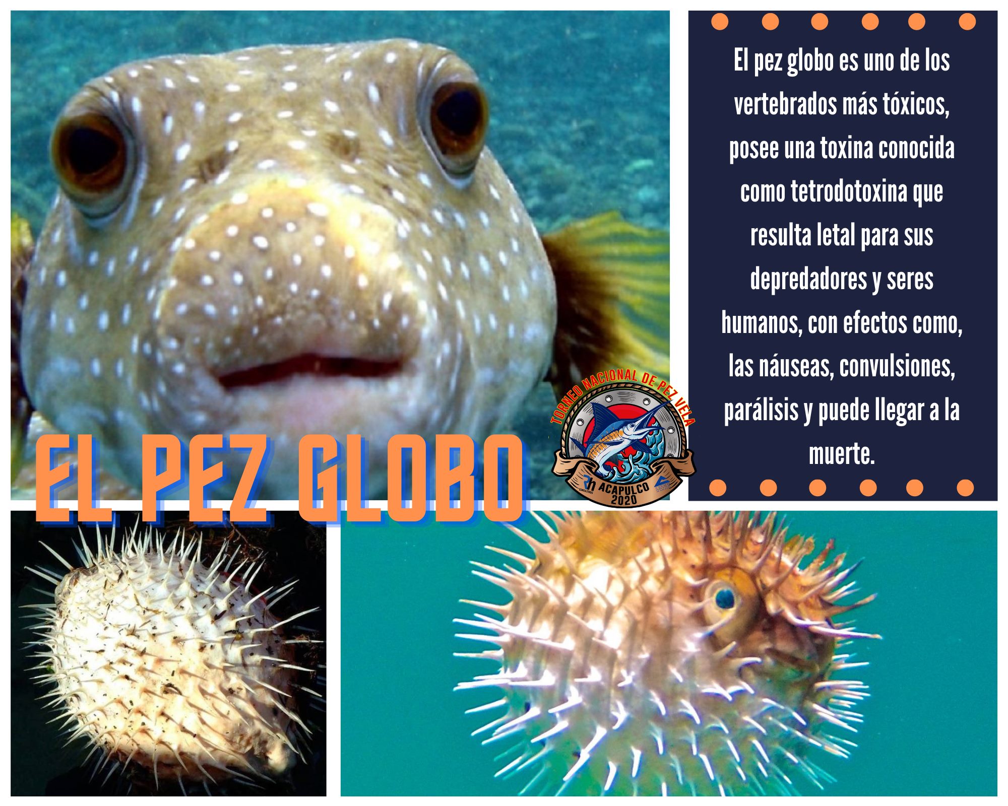 Torneo Internacional de Pez Vela Acapulco - 🐟🐟🐟EL PEZ GLOBO 🐠🐠🐠 Es uno ...