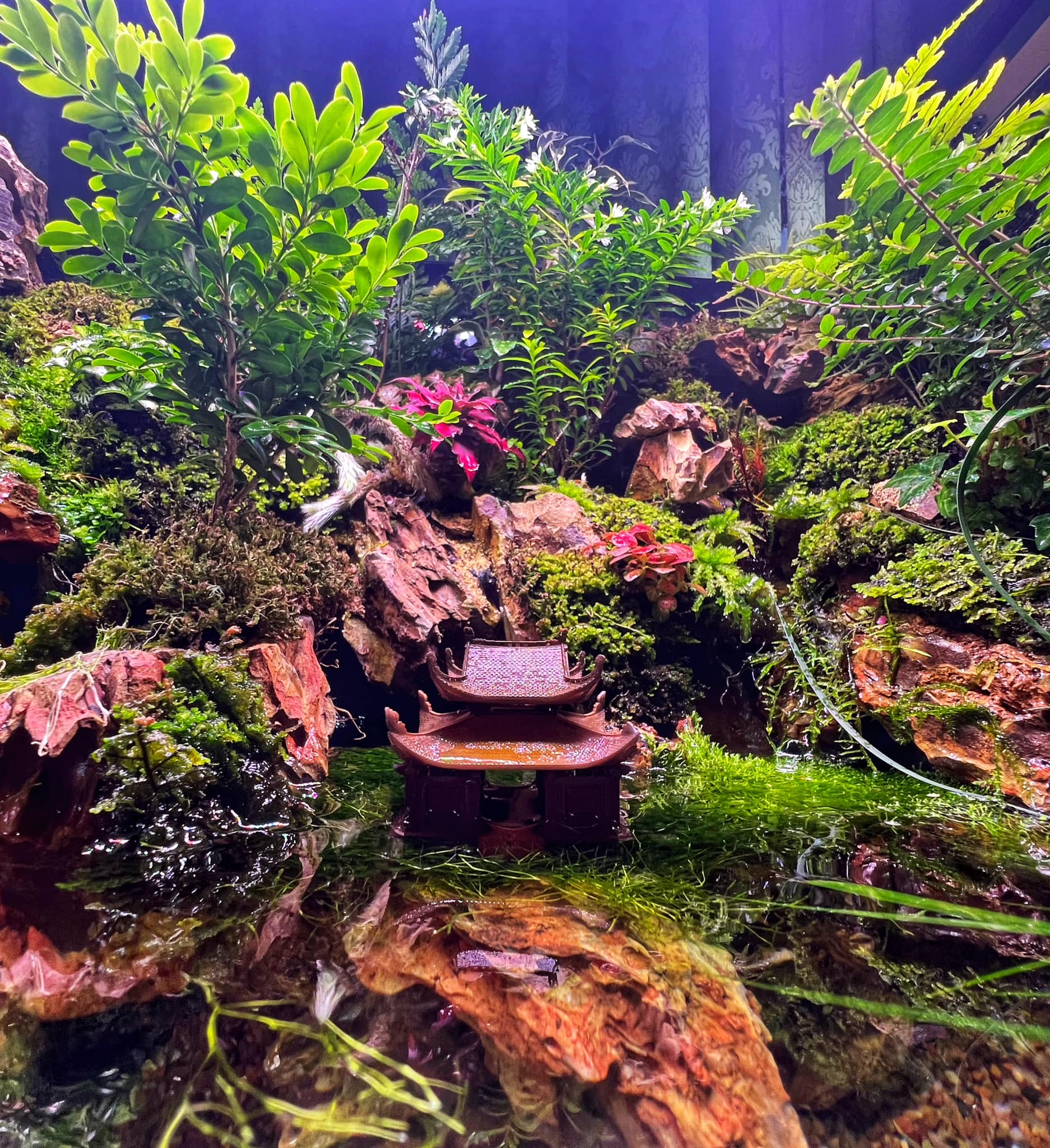 Modern-rium - The real one and its miniature version. 🌿☘️🍀🌿🌴🌱