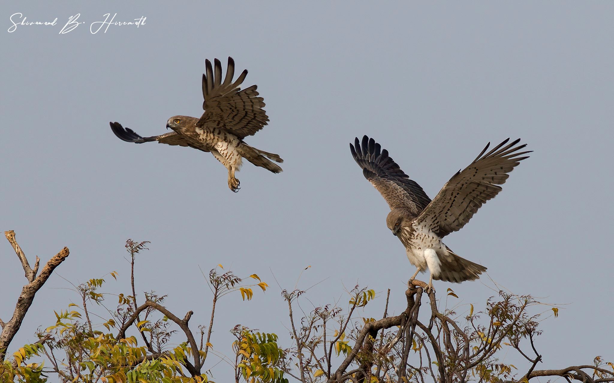 Sanctuary Nature Foundation - Group | Short toed Snake Eagle | Facebook