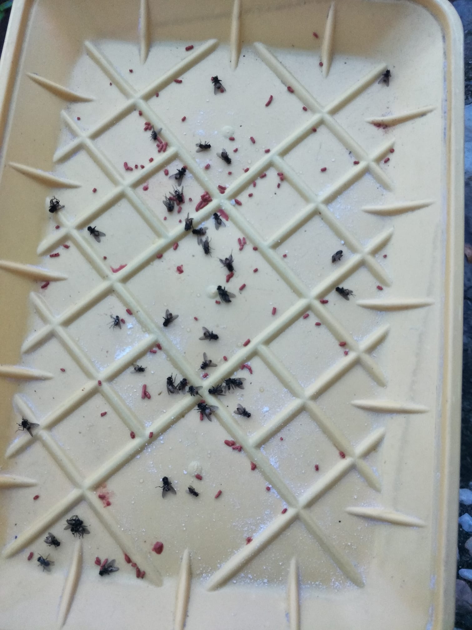Pronto Pest Control Services