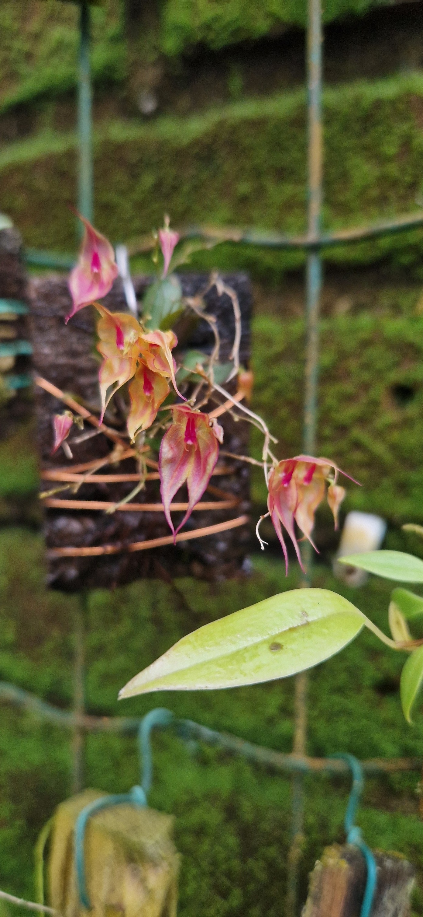 Lepanthes leporina and Lepanthes victorgonzalezii