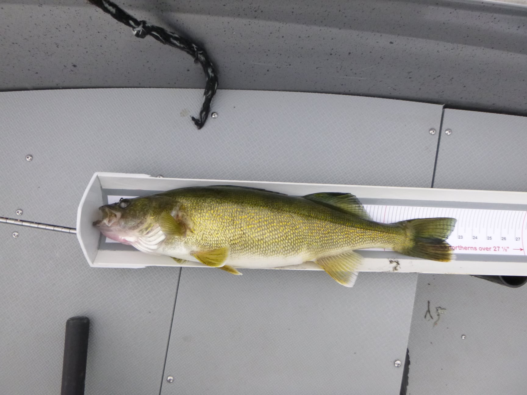 The new measuring trough works great... - Williams Lake Lodge