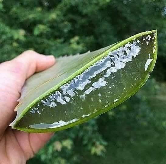 فوائد صب ار الاوليفيرا للوجه الطب النبوي والطب البديل Facebook