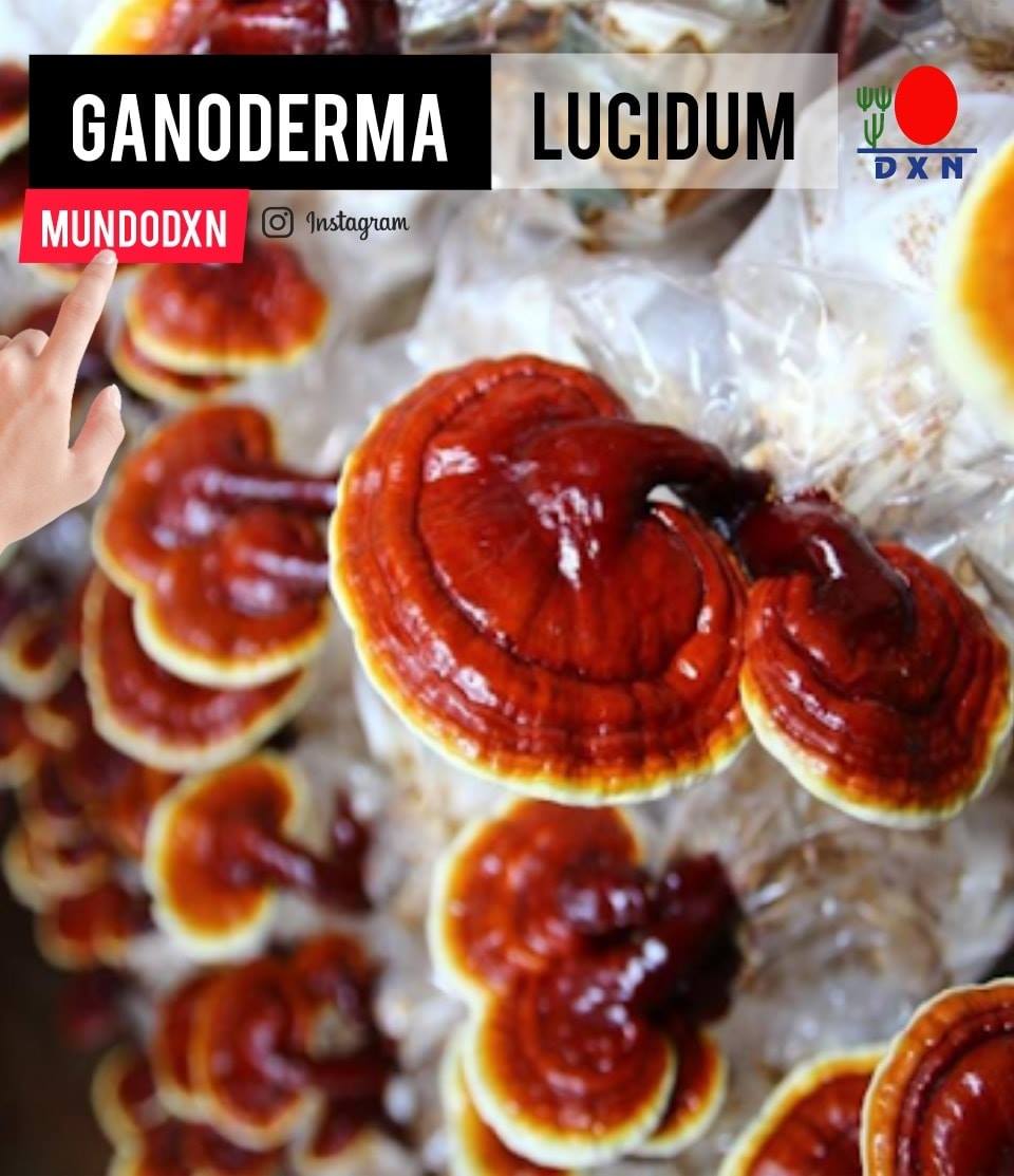 DXN PERU - #DXNNews: El Ganoderma Lucidum es el nombre... | Facebook