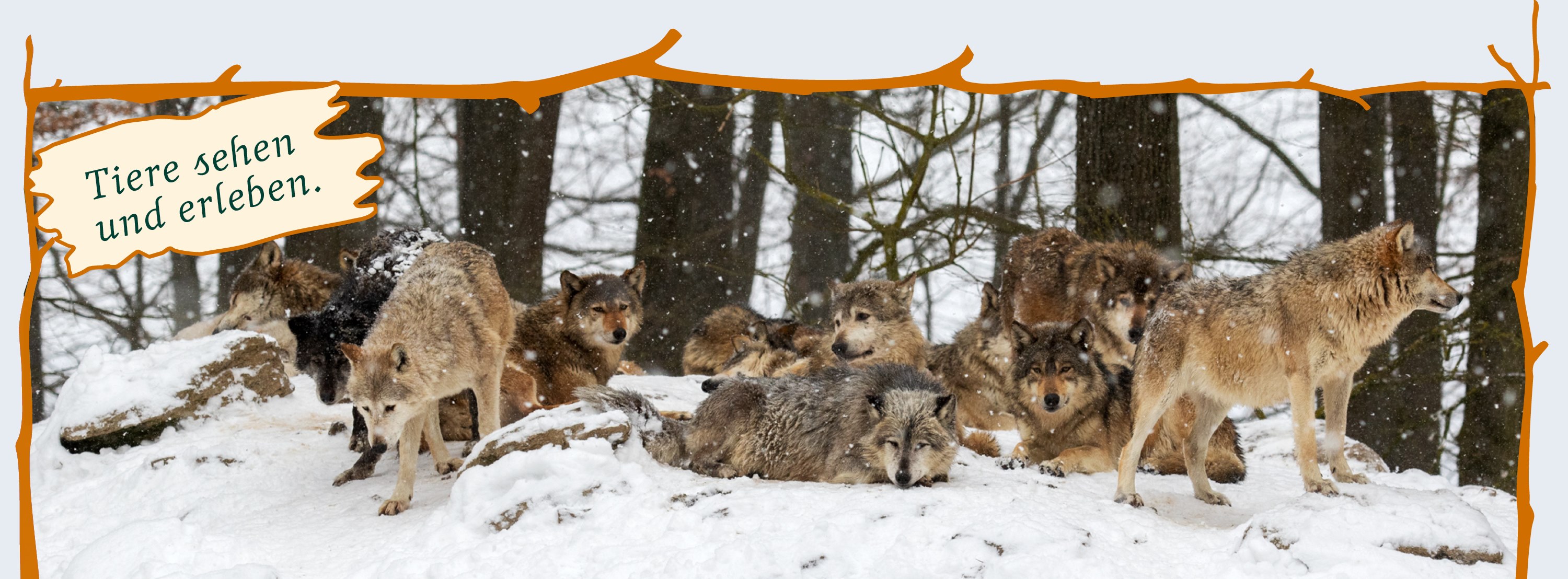 Wildpark Bad Mergentheim Accueil Facebook