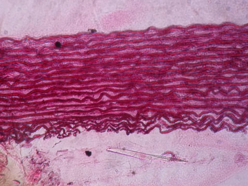 Photobiology