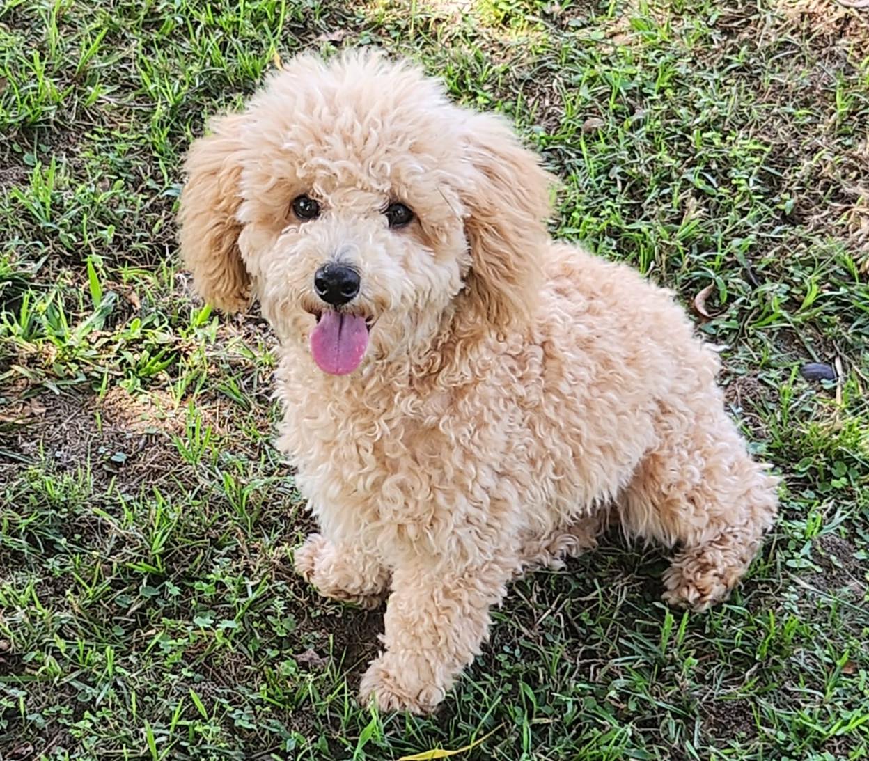This is Nino, a full blood toy... - Peekapoo Zone Puppies | Facebook