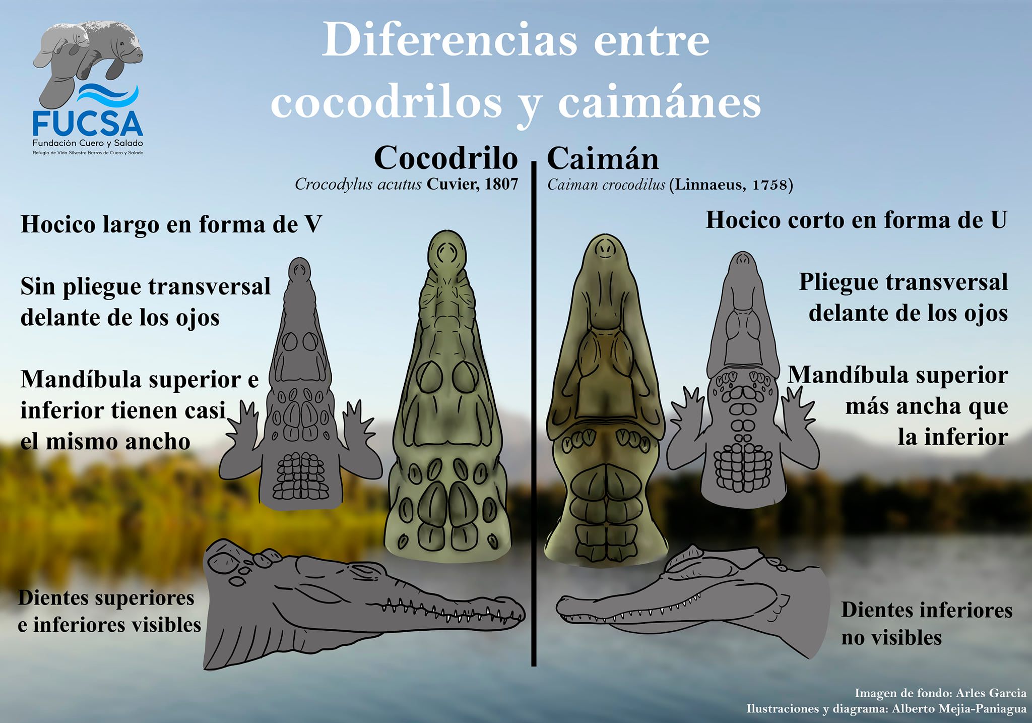 Fundación - Conoce algunas de las diferencias entre el cocodrilo