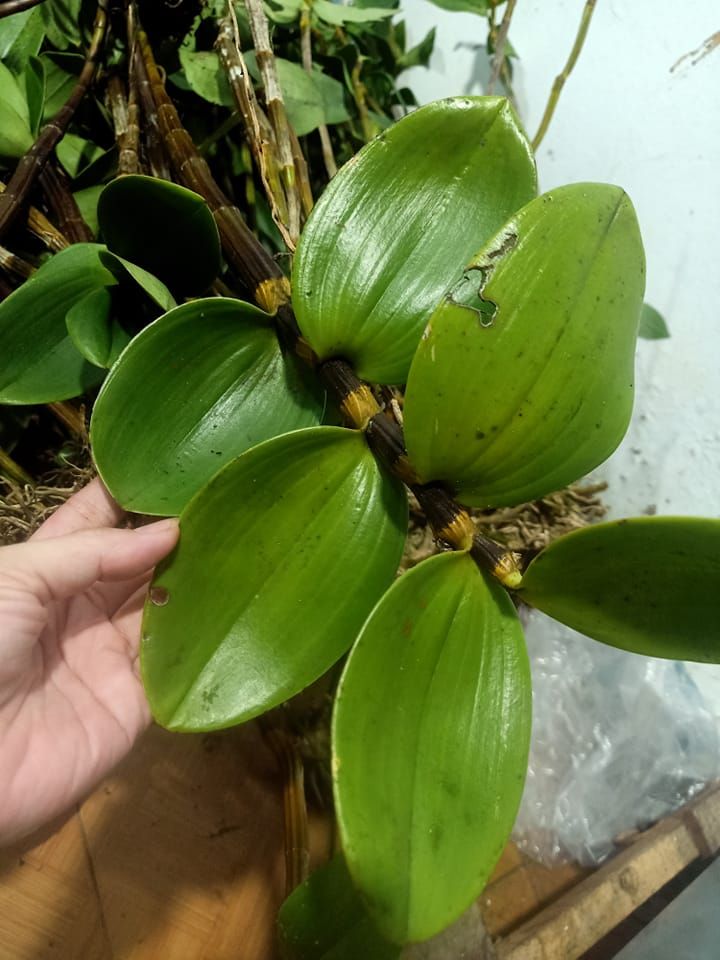 Lan Rừng Minh Nhật