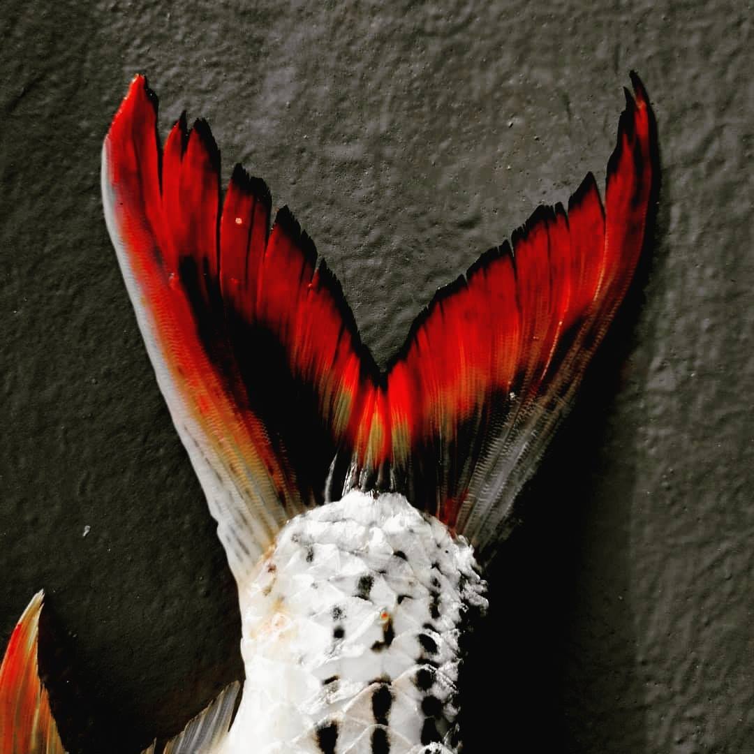 To hunt, you have to know your... - NSOFU - Lower Zambezi