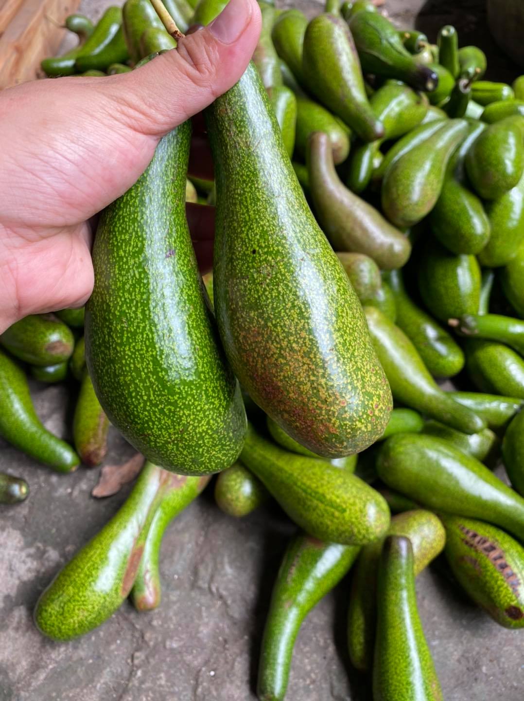FOR SALE!! AVOCADO (pahaba) lagkitan, matamis, maliit ang buto, manipis ...