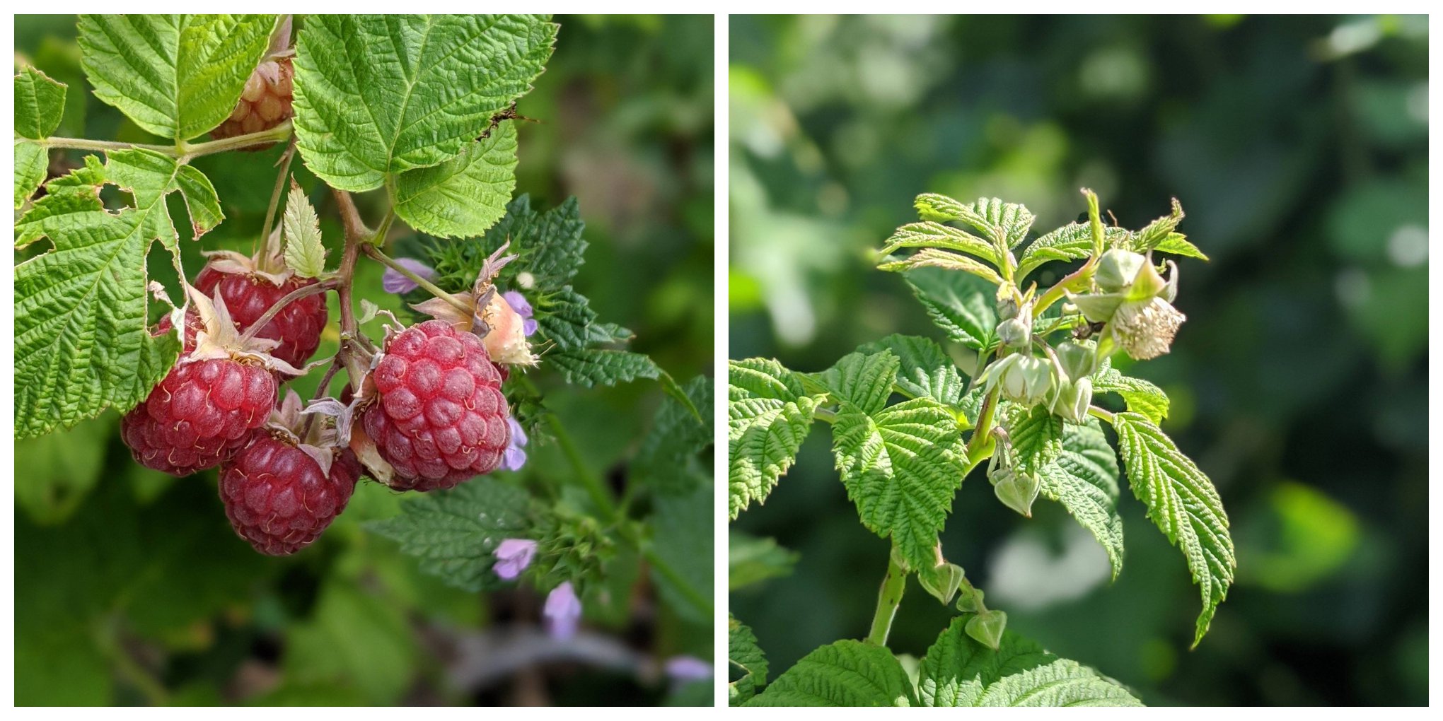 The Raspberries we did not prune... - Balkan Ecology Project | Facebook