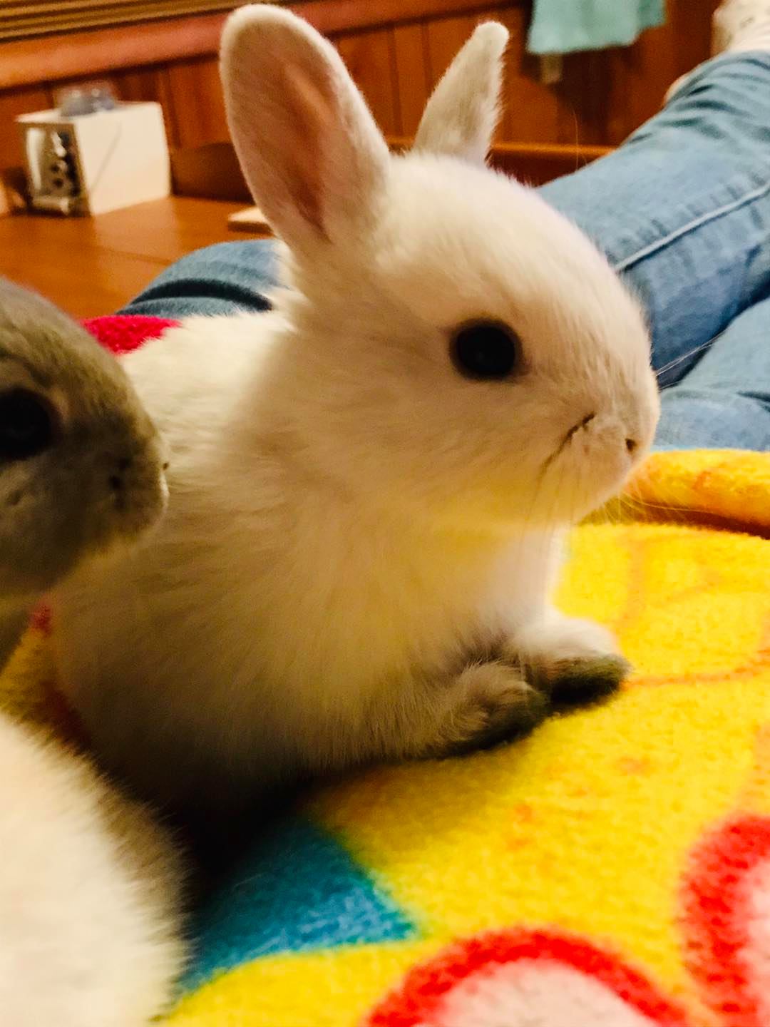 CottonTail Rabbit Rescue