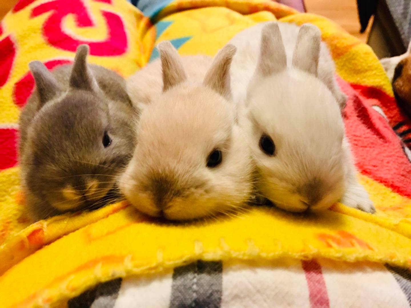 CottonTail Rabbit Rescue