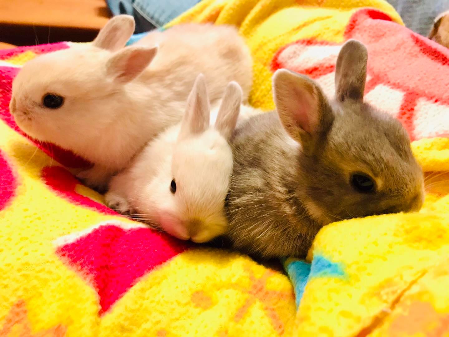 CottonTail Rabbit Rescue