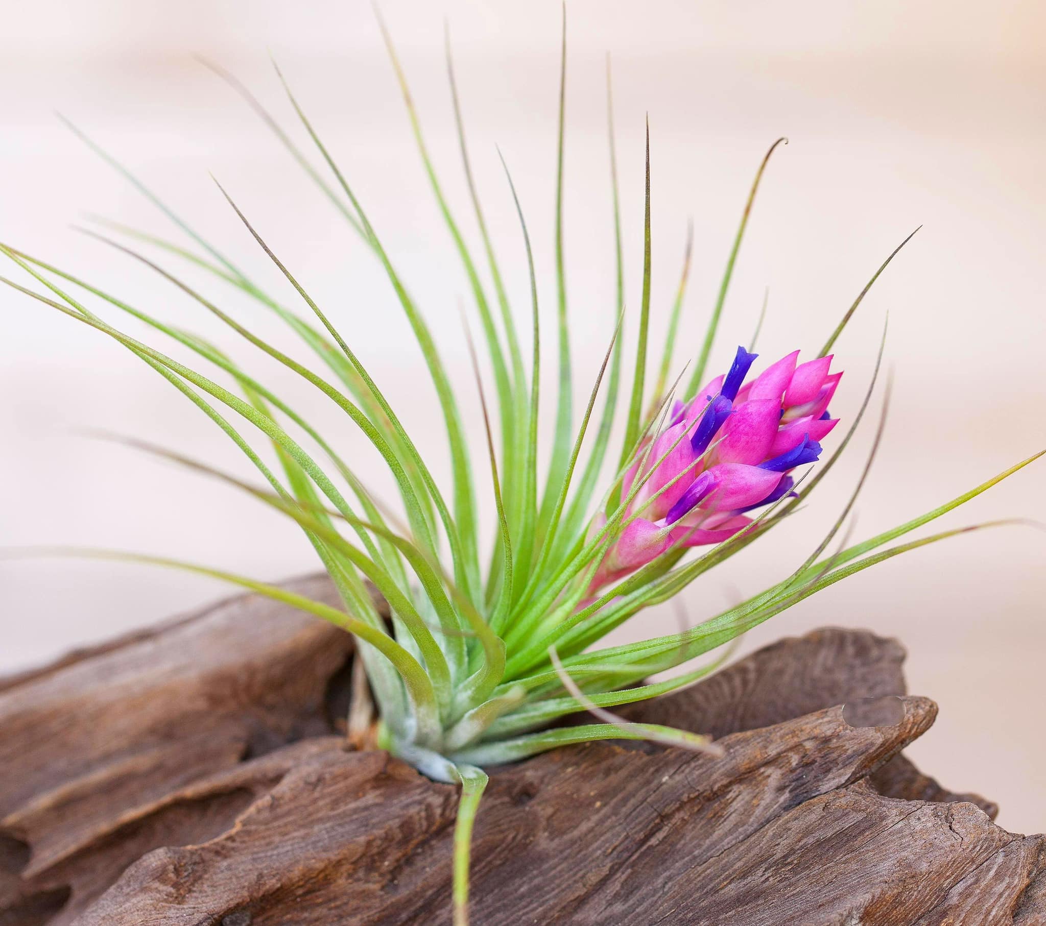 Tillandsia 